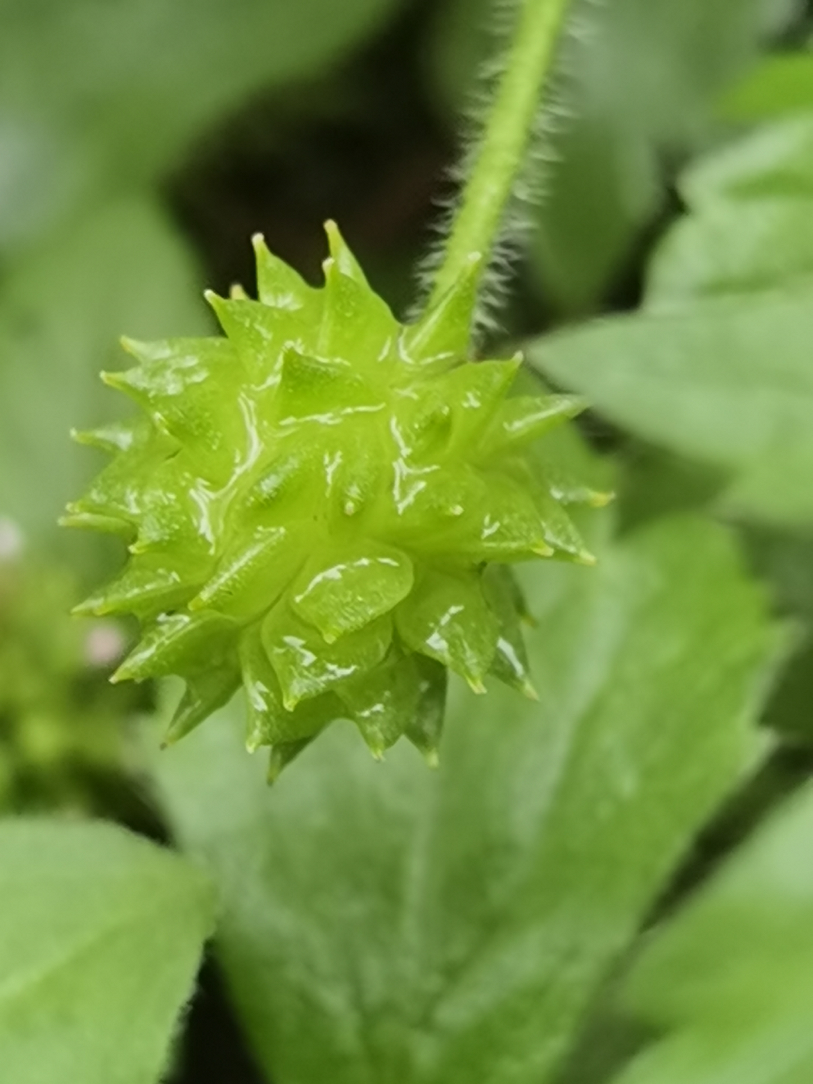 毛茛的果实很有特色,就像带刺的硅胶溜溜球