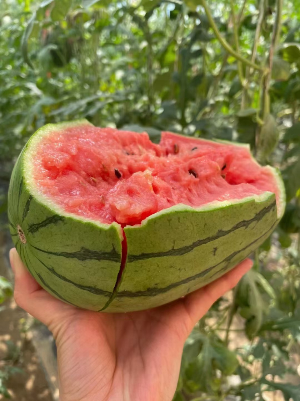 刚才回家的时候,一个店铺门口放了两筐小瓜,一筐是传统的红籽小瓜,一