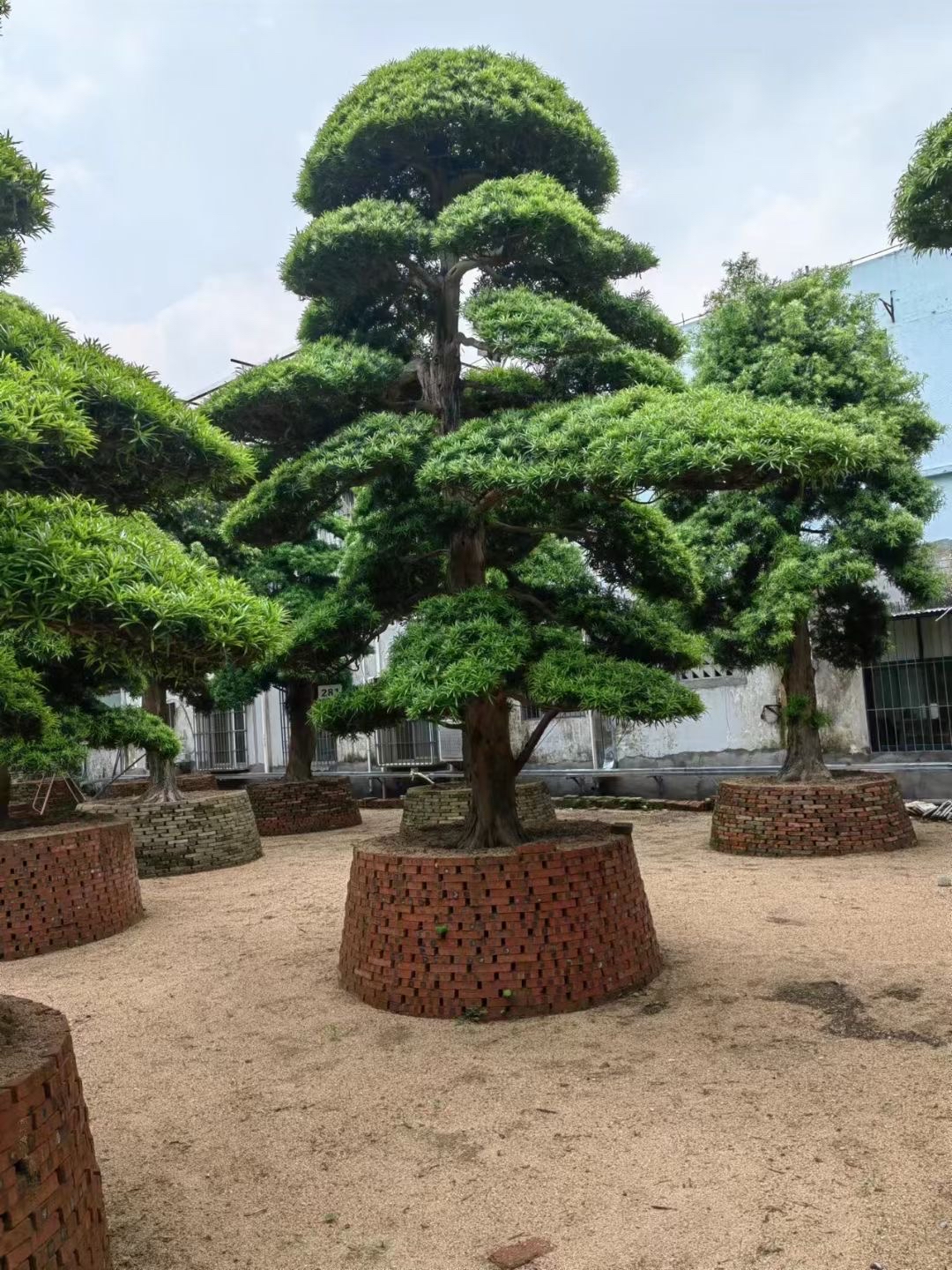 罗汉松基地,有喜欢的可联系