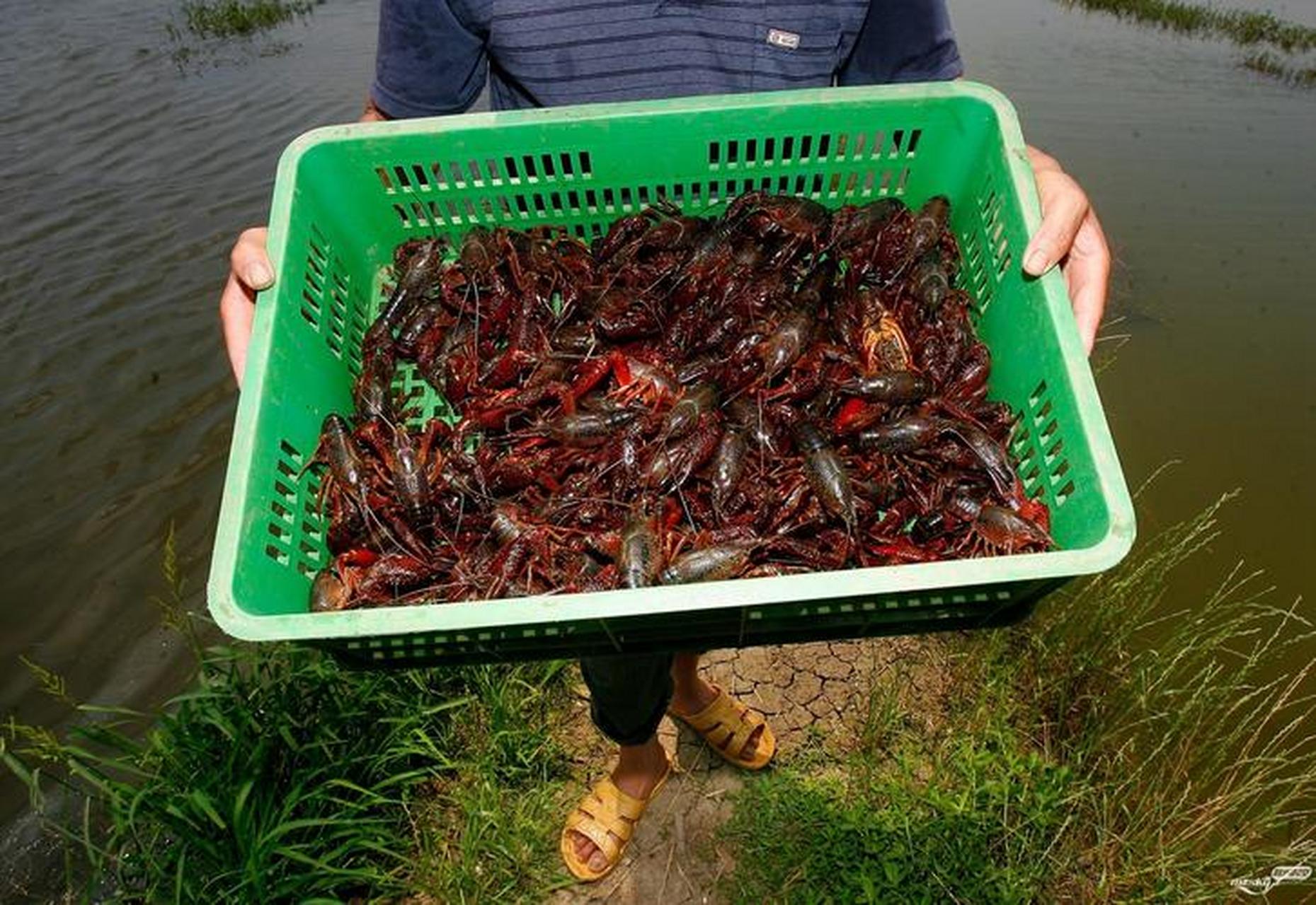 臭水沟小龙虾图片