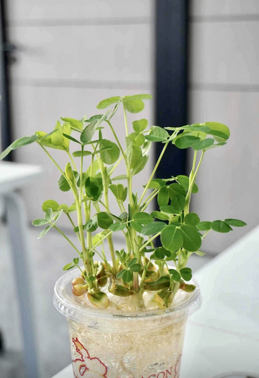 67 水培花生会开花但不会结果;水培花生能养好些日子但也只是一年生