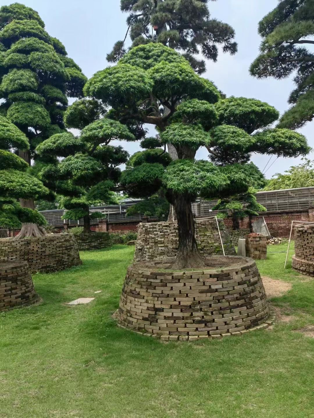 罗汉松基地,有喜欢的可联系
