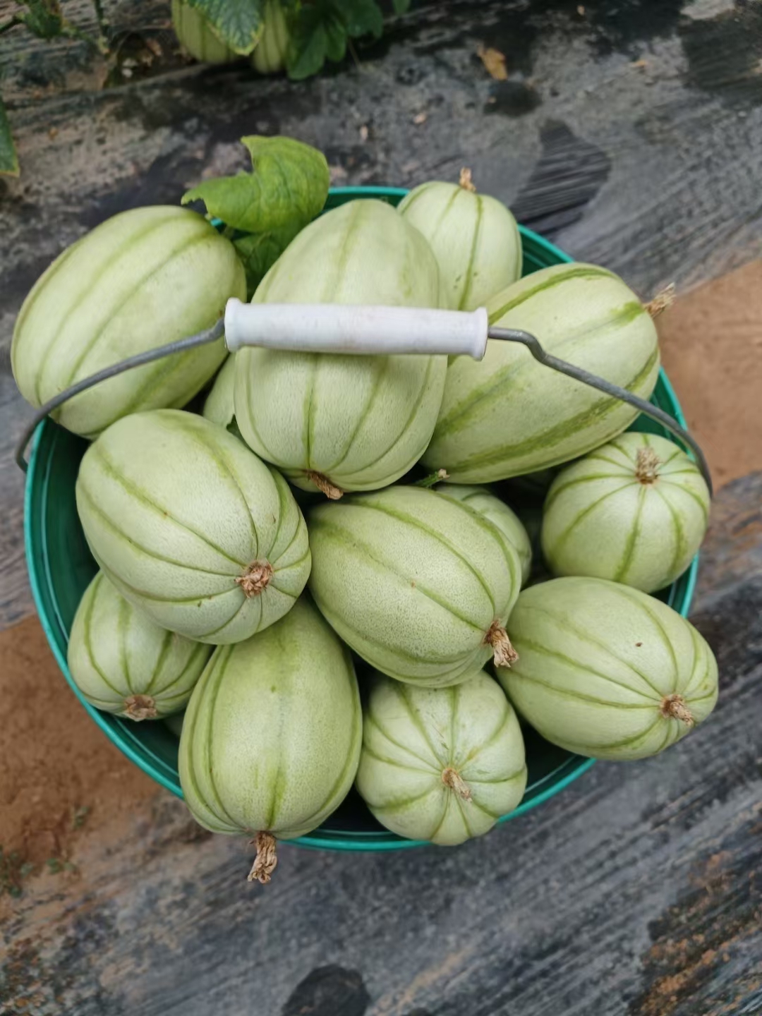 回家就迫不及待地尝了一下红籽小瓜,果然和我预料的一样,根本没有了