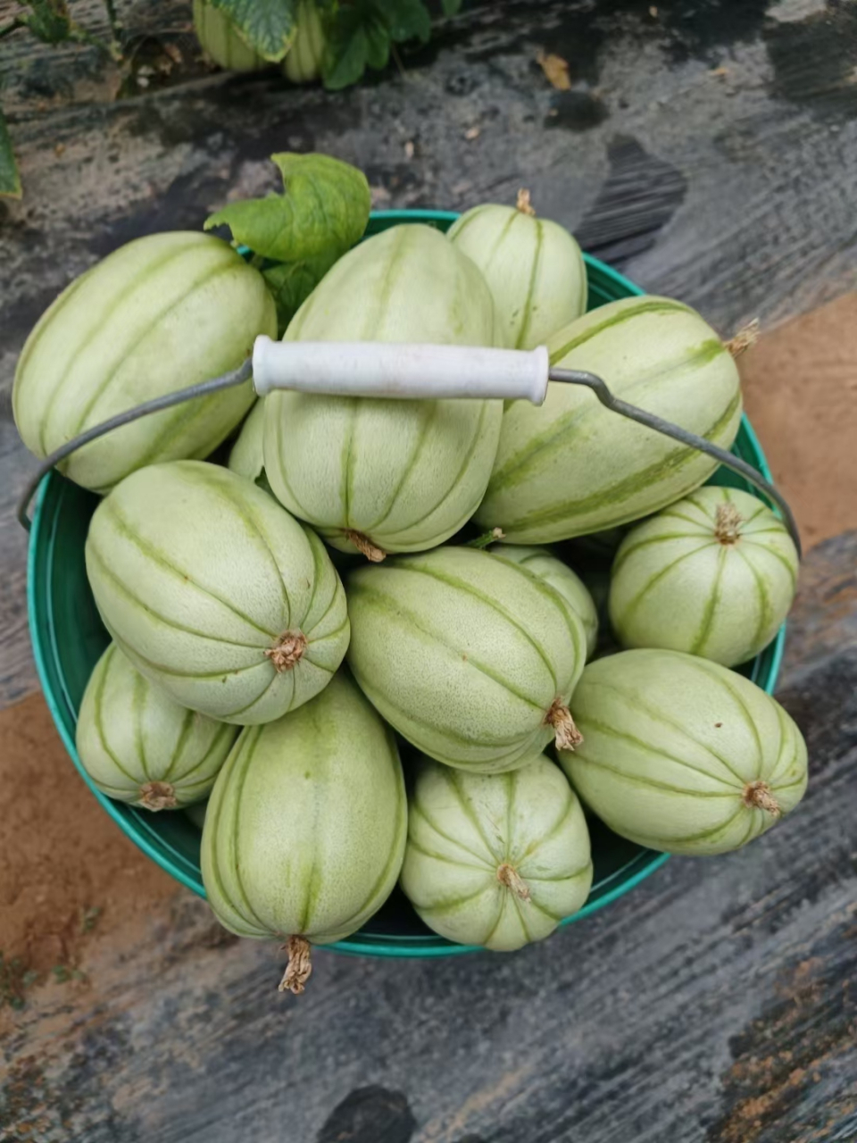 刚才回家的时候,一个店铺门口放了两筐小瓜,一筐是传统的红籽小瓜,一