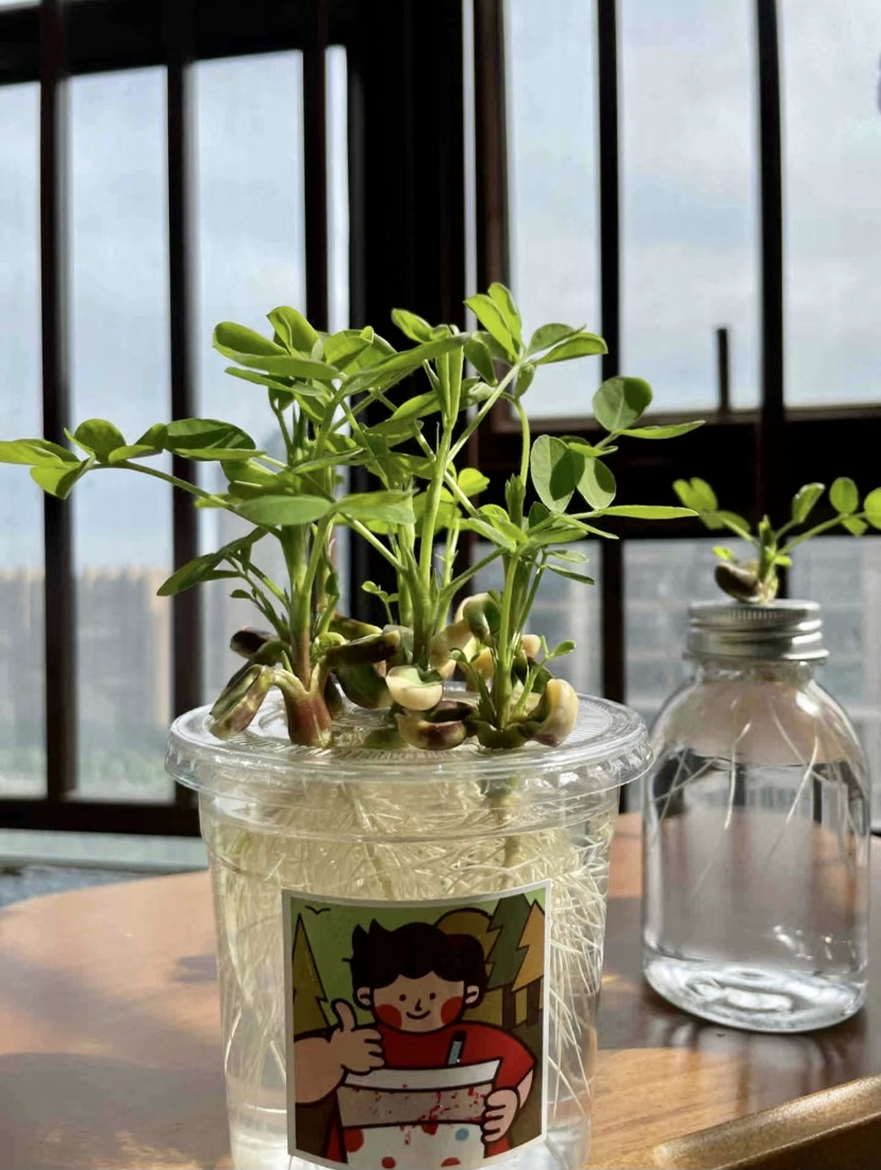 67 水培花生会开花但不会结果;水培花生能养好些日子但也只是一年生