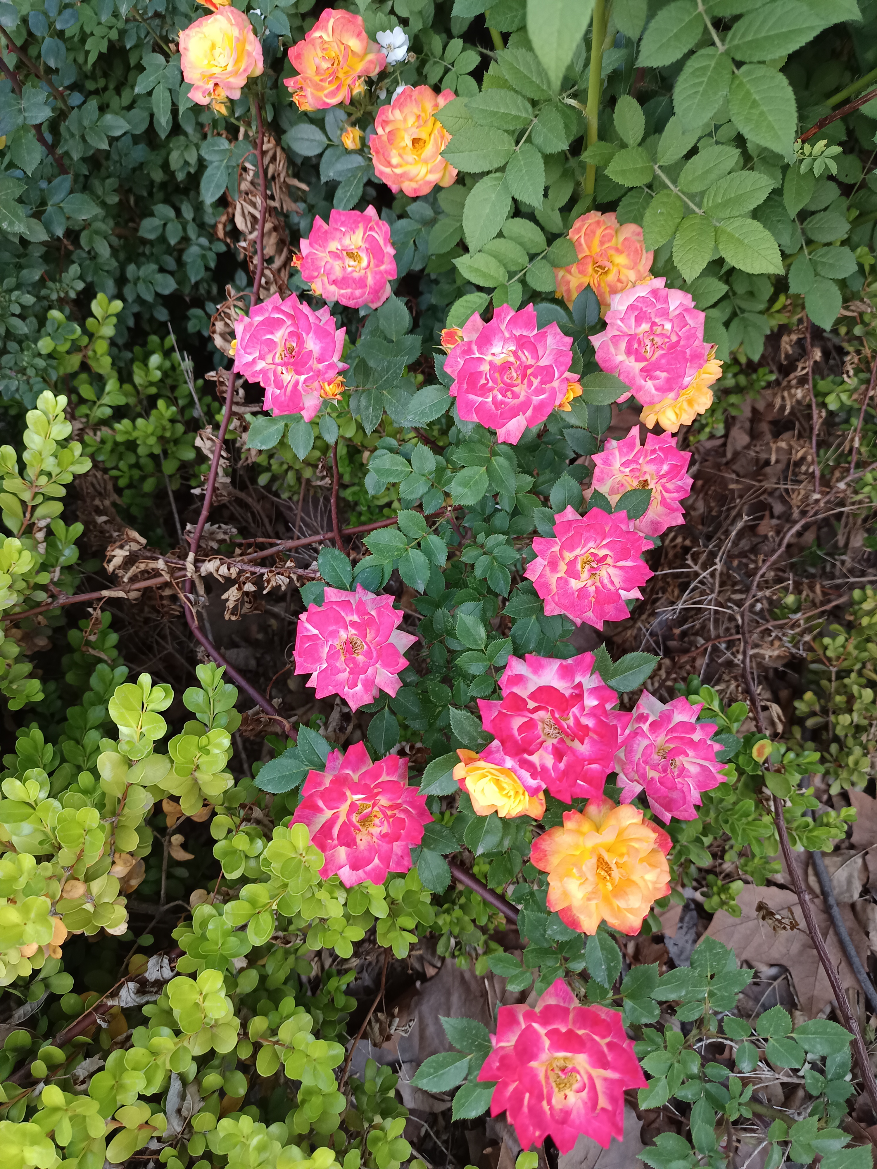 丰花月季!花开的真艳!
