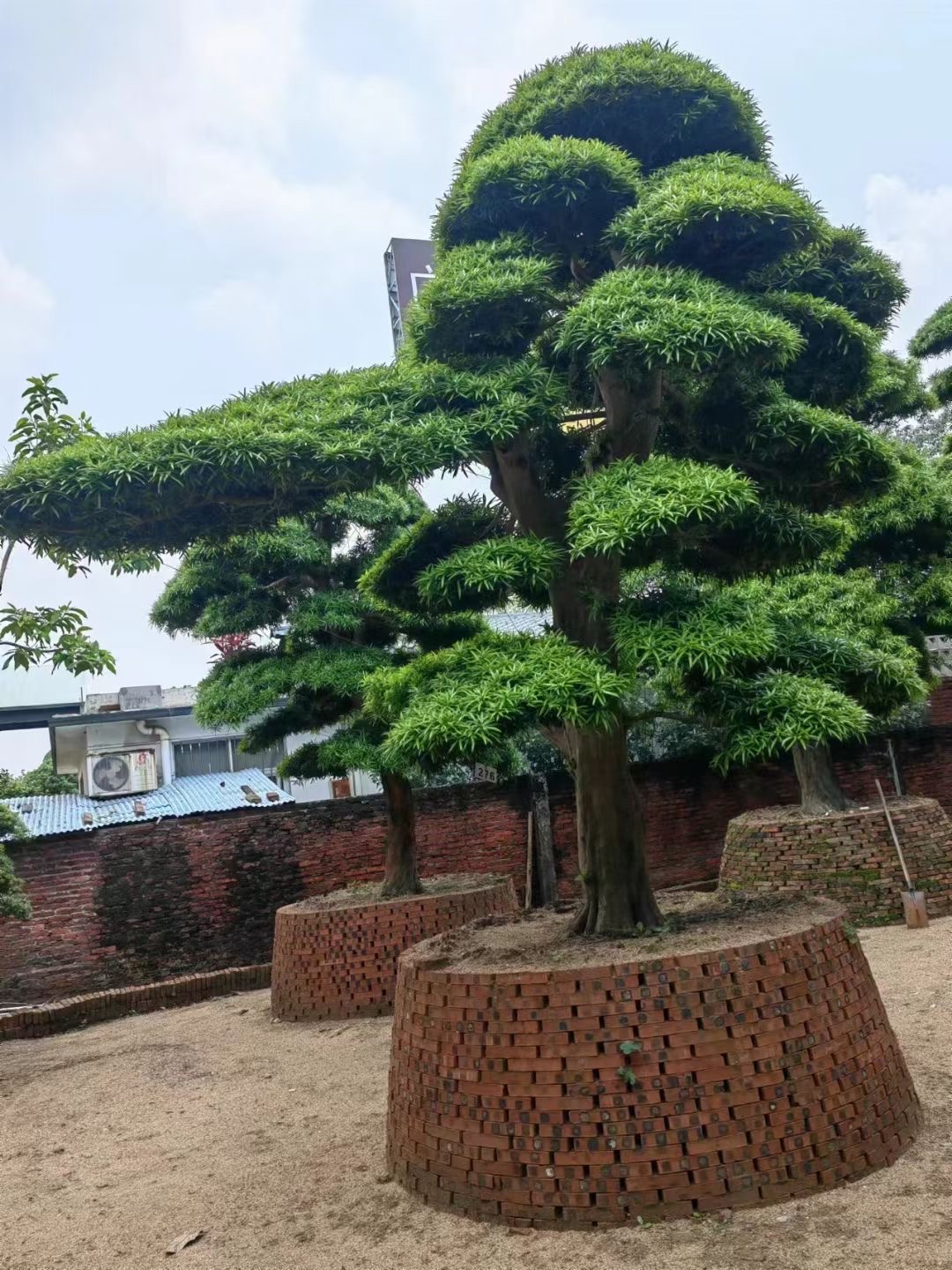 罗汉松基地,有喜欢的可联系