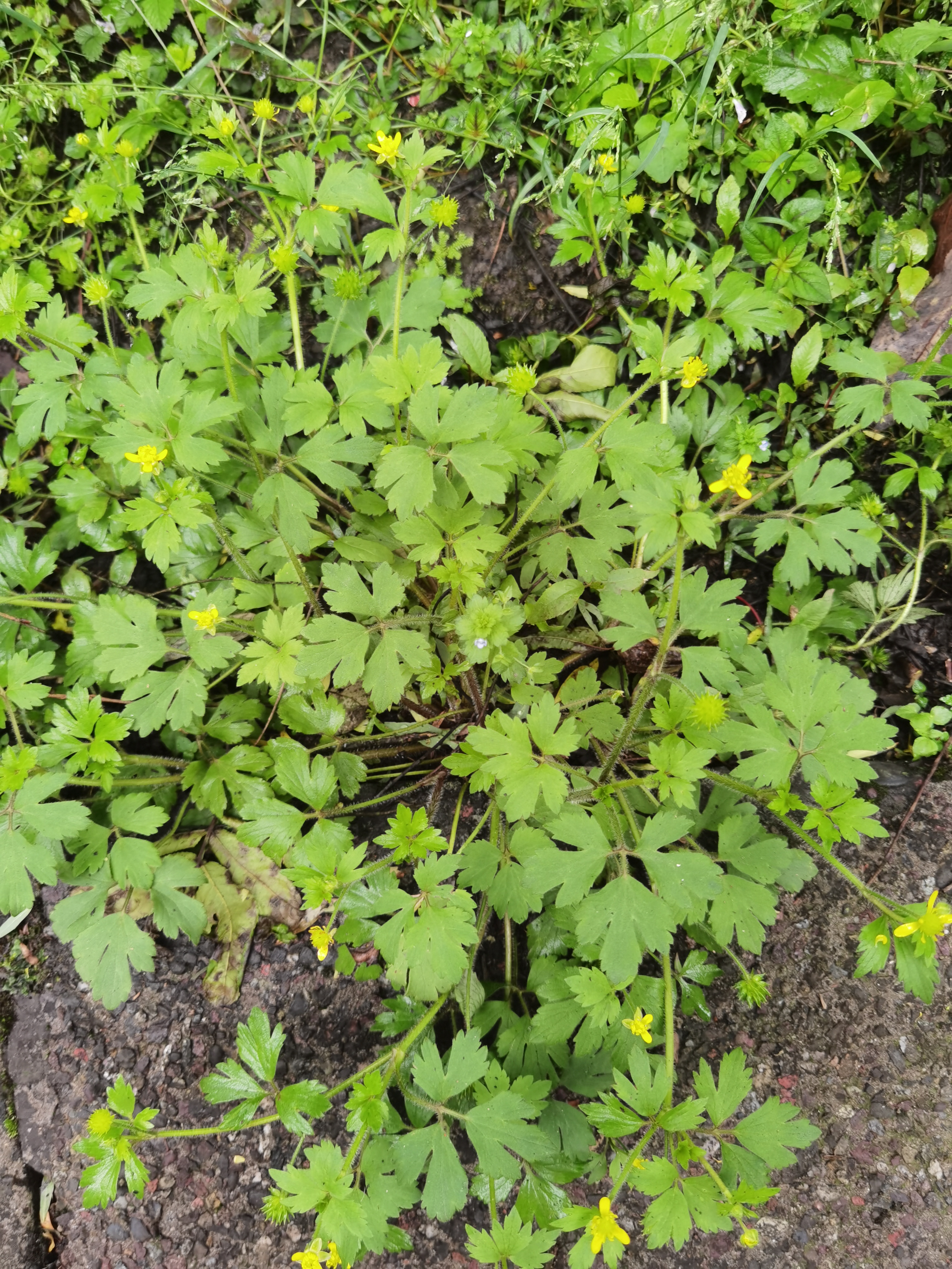 毛茛的果实很有特色,就像带刺的硅胶溜溜球