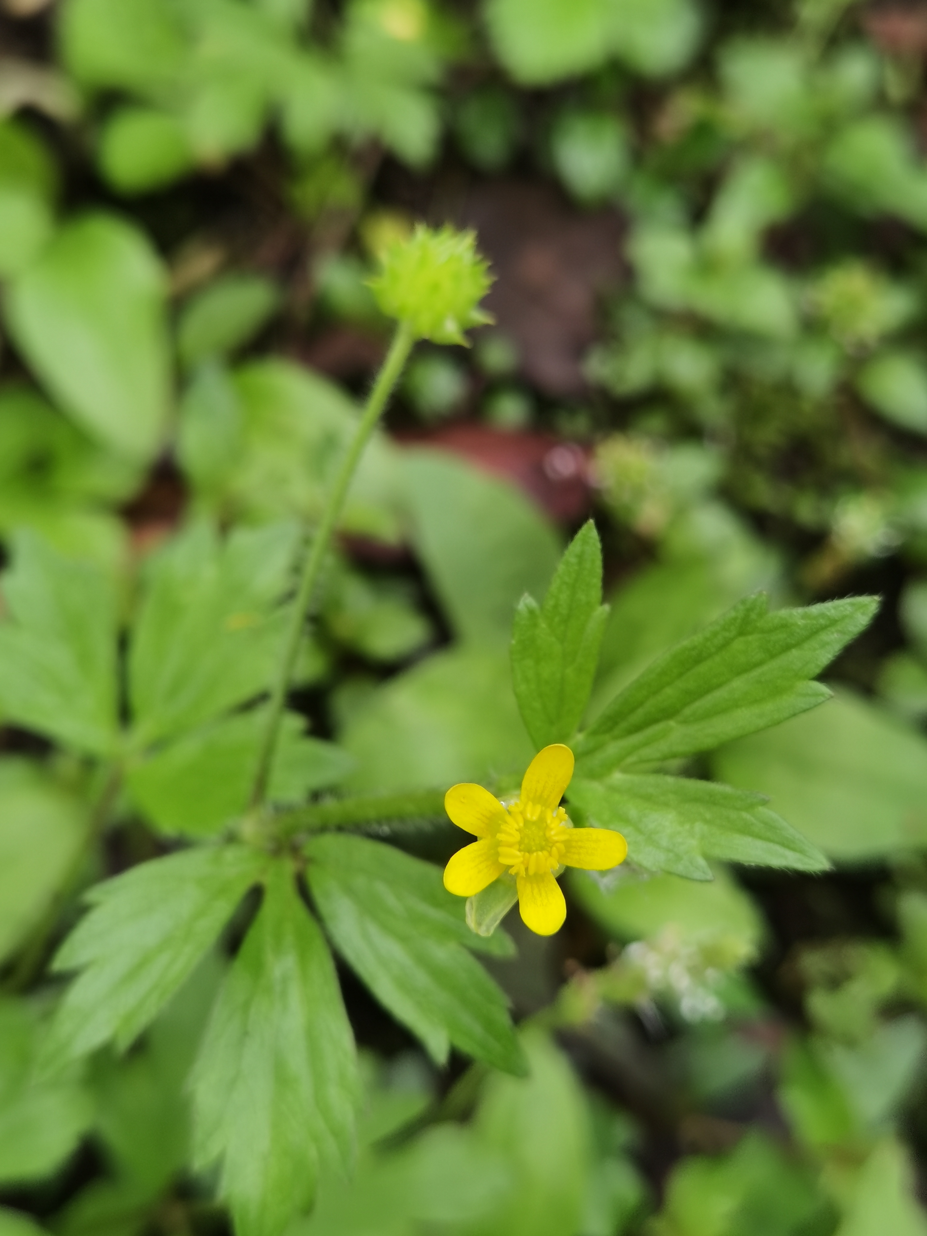 毛茛的果实很有特色,就像带刺的硅胶溜溜球