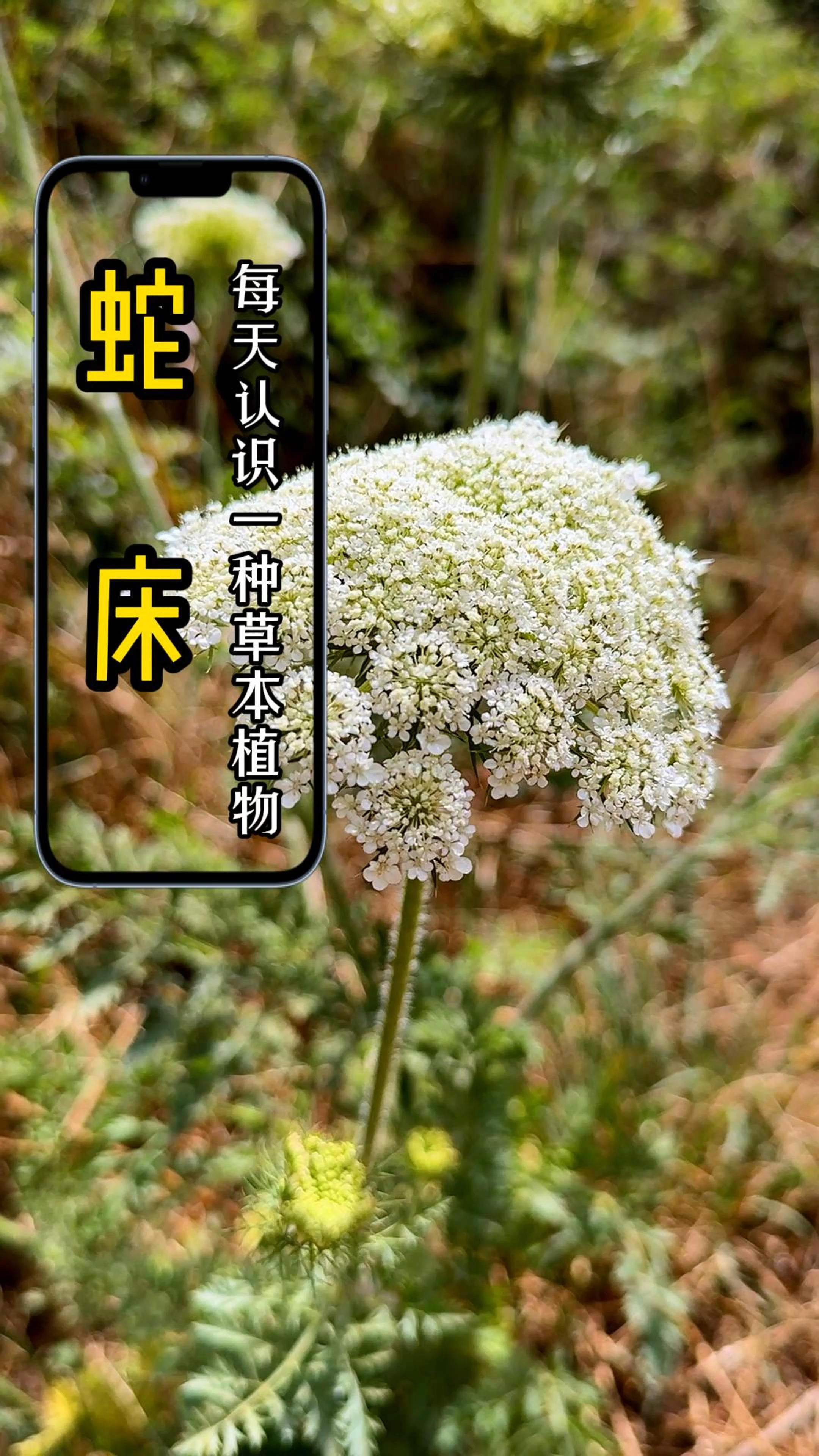 蛇床在又叫野生胡萝卜,是一年生草本植物