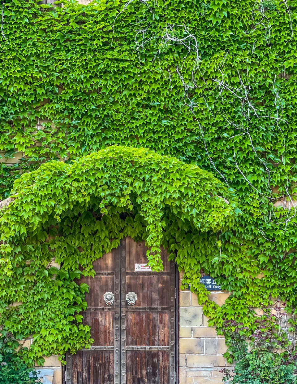 满眼都是那种新鲜的绿!