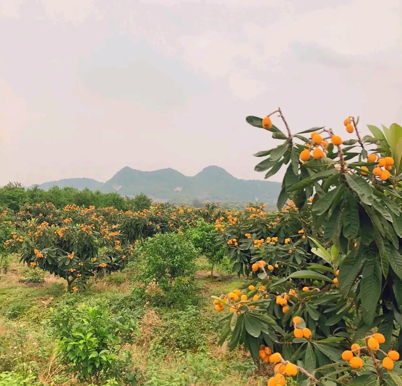 这次终于实现枇杷自由了,带着家人去枇杷采摘,门票每人50块钱,只要在