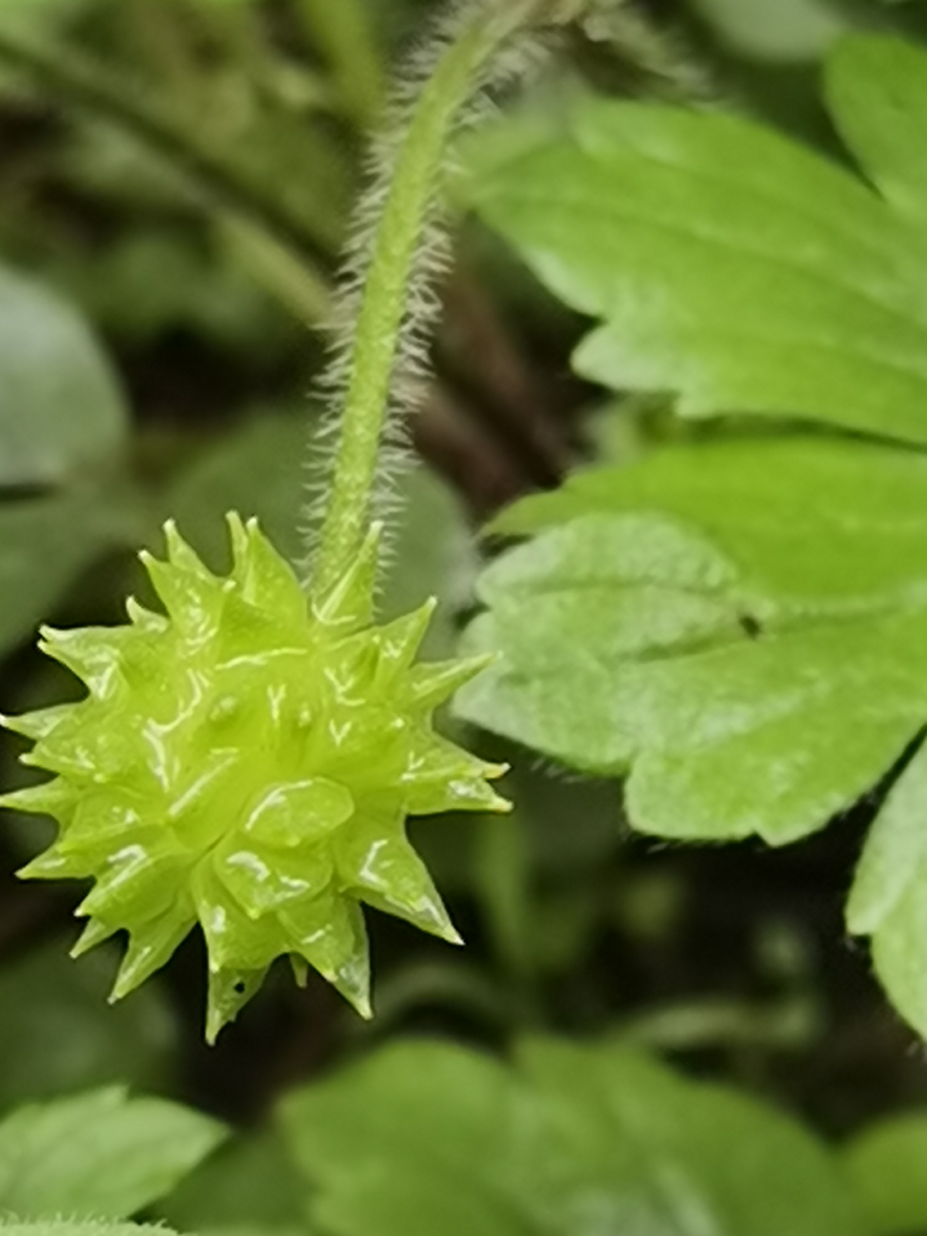 果实刺果毛茛果实清晰组图很有特色的植物毛茛科的果图片莨菪果实图片