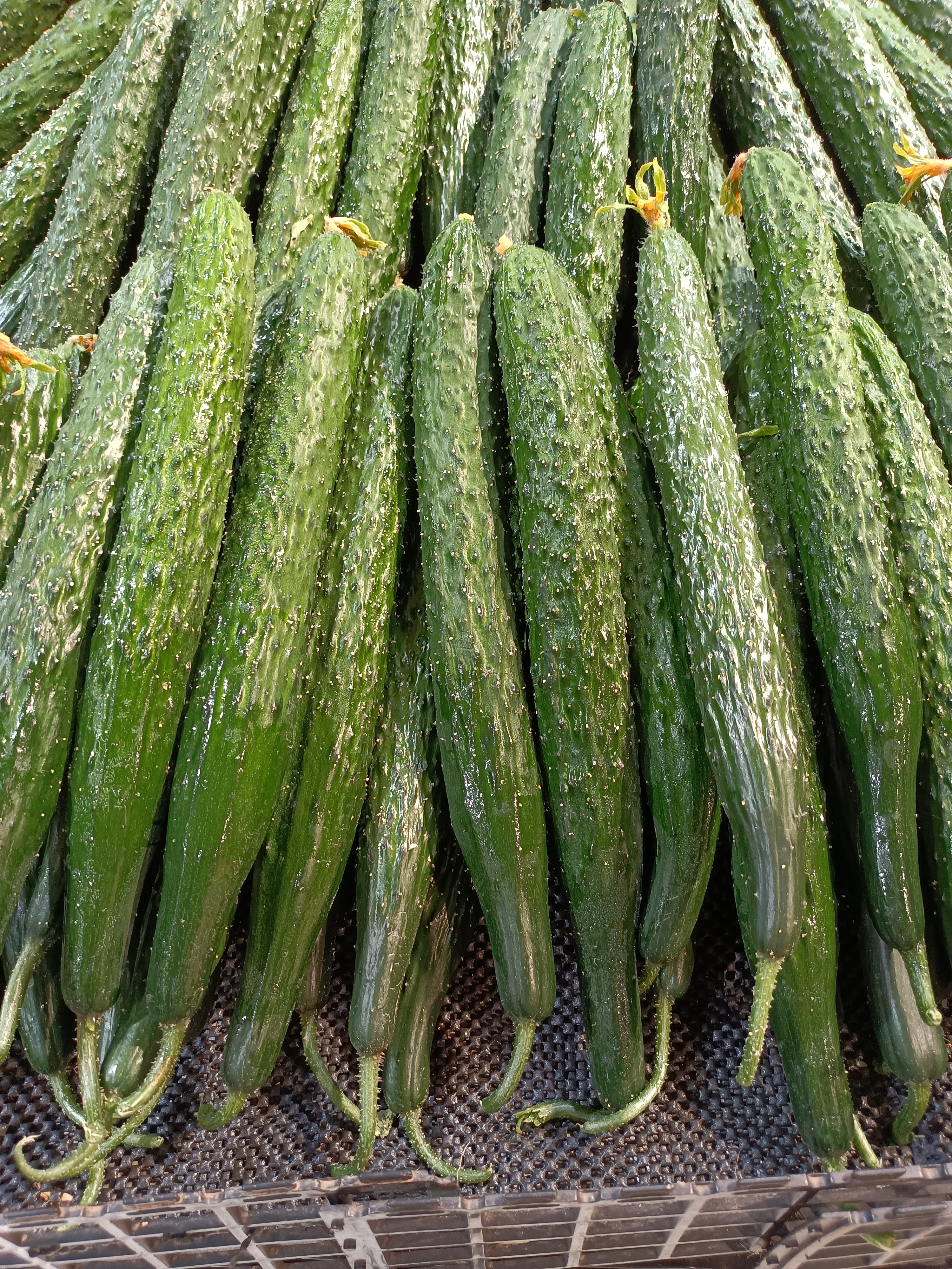 午睡起来后我来超市蔬菜区逛一下看,第一眼就看到洒了水的青瓜了,看着