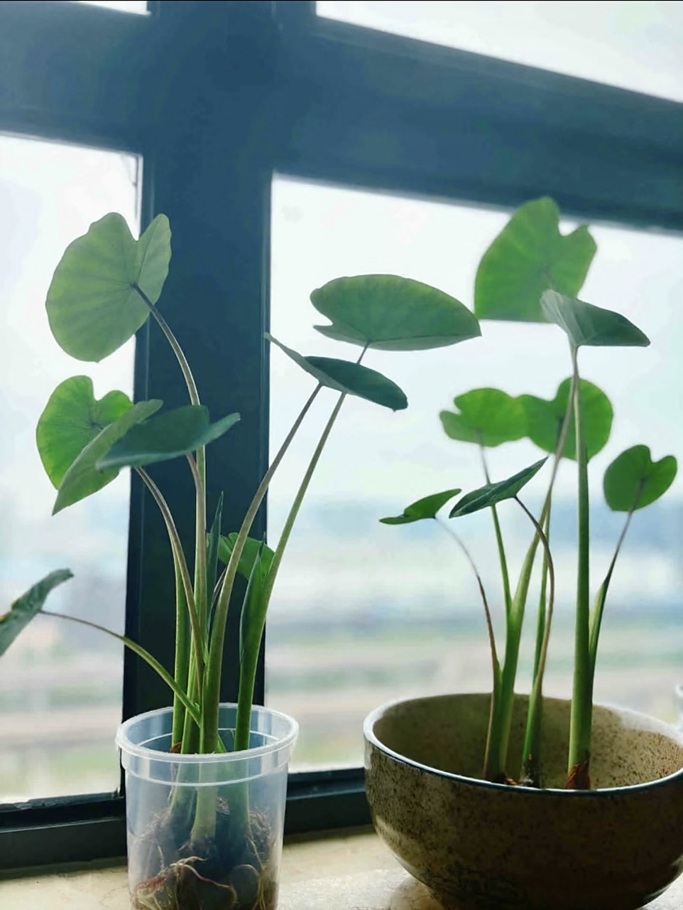 水培芋头,比滴水观音还漂亮,无病虫害,平常养护也就换换水,三天滴一滴