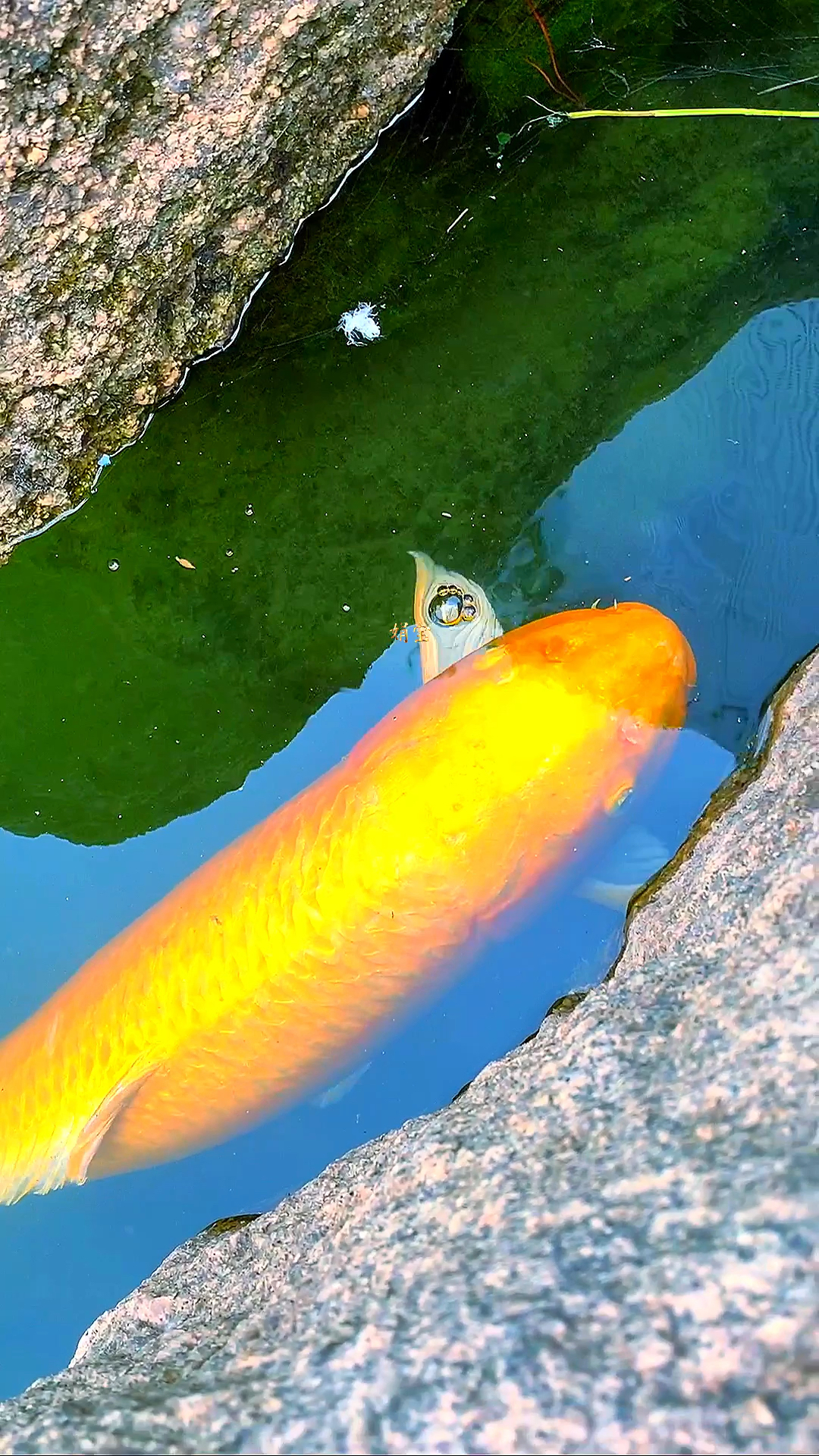 吉祥鱼,锦鲤,见者一家人都吉祥