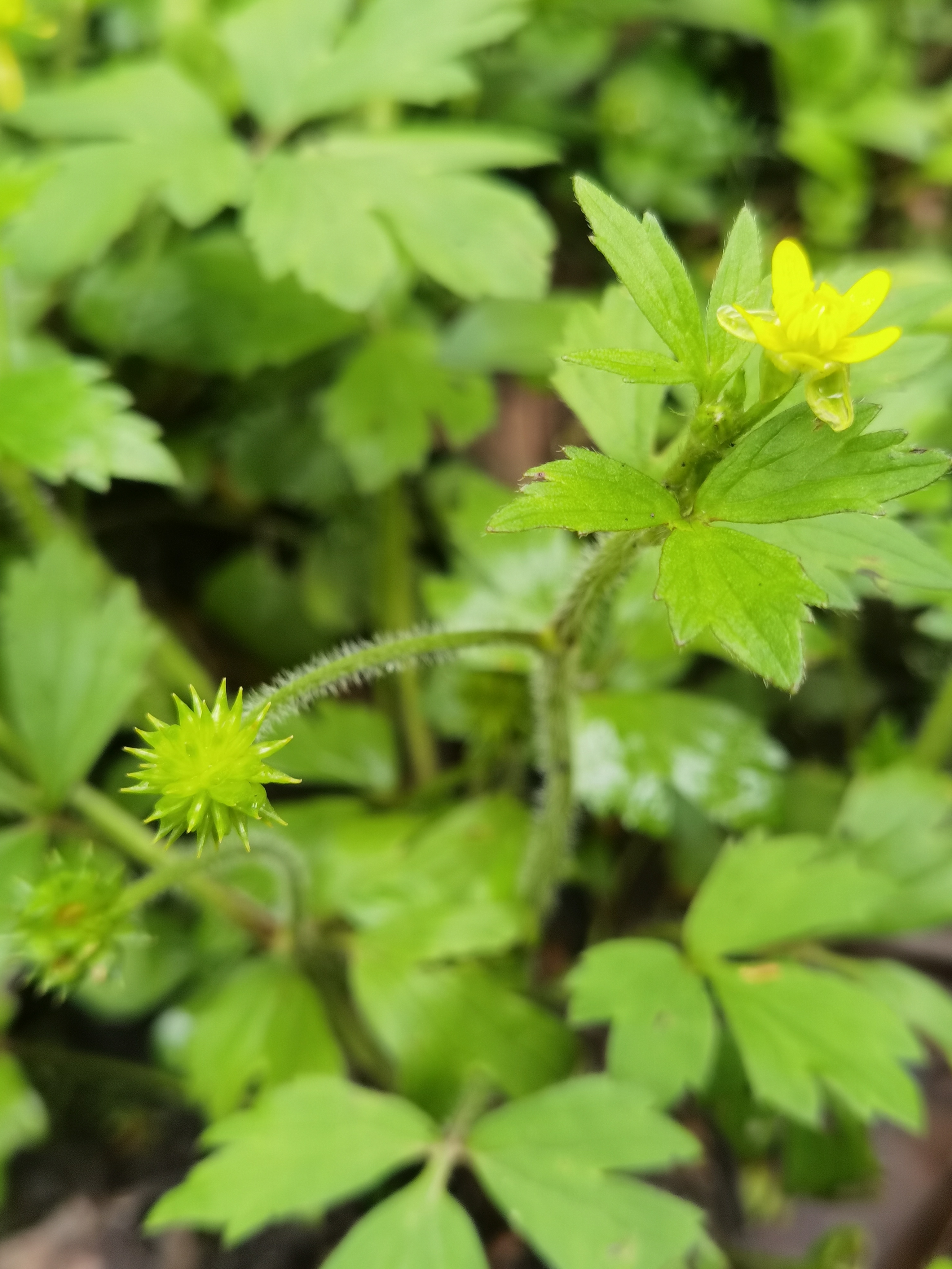 毛茛的果实很有特色,就像带刺的硅胶溜溜球