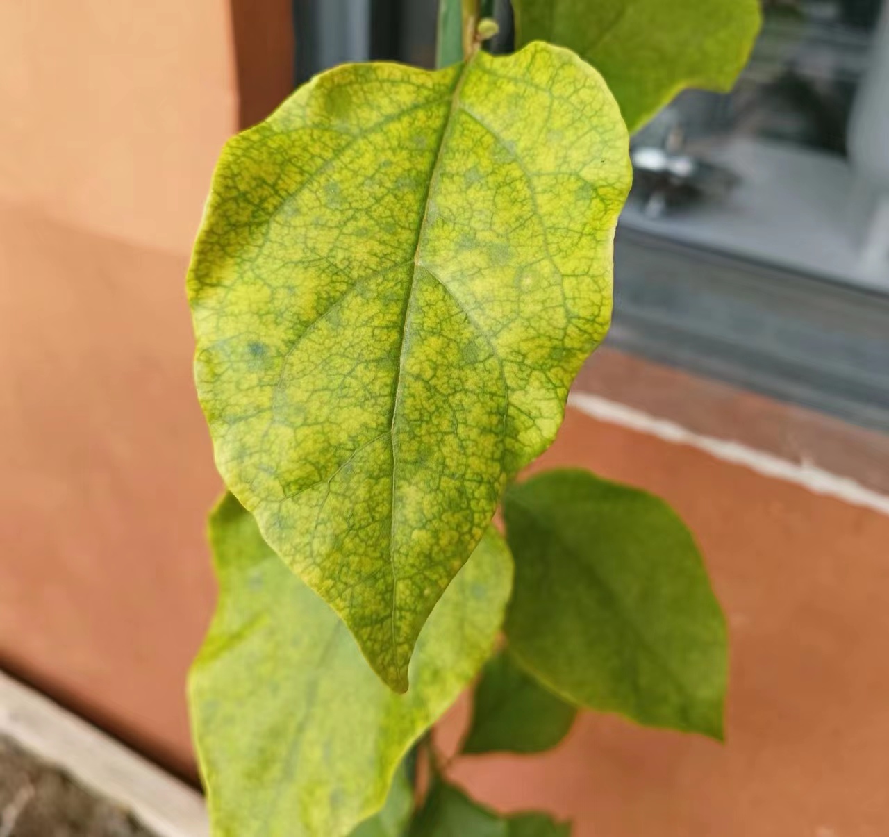 三角梅叶片发黄怎么办?3个原因造成,对症解决,叶片绿油油