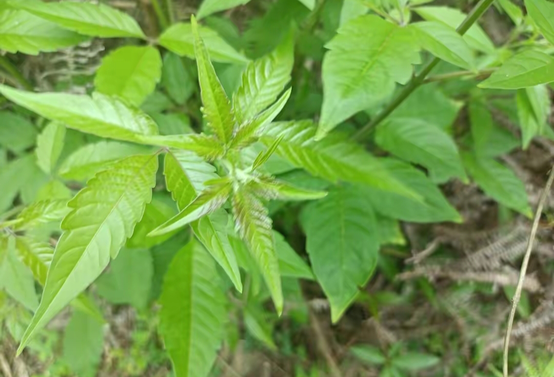 客家人感激的"布惊树"——黄荆的介绍与应用