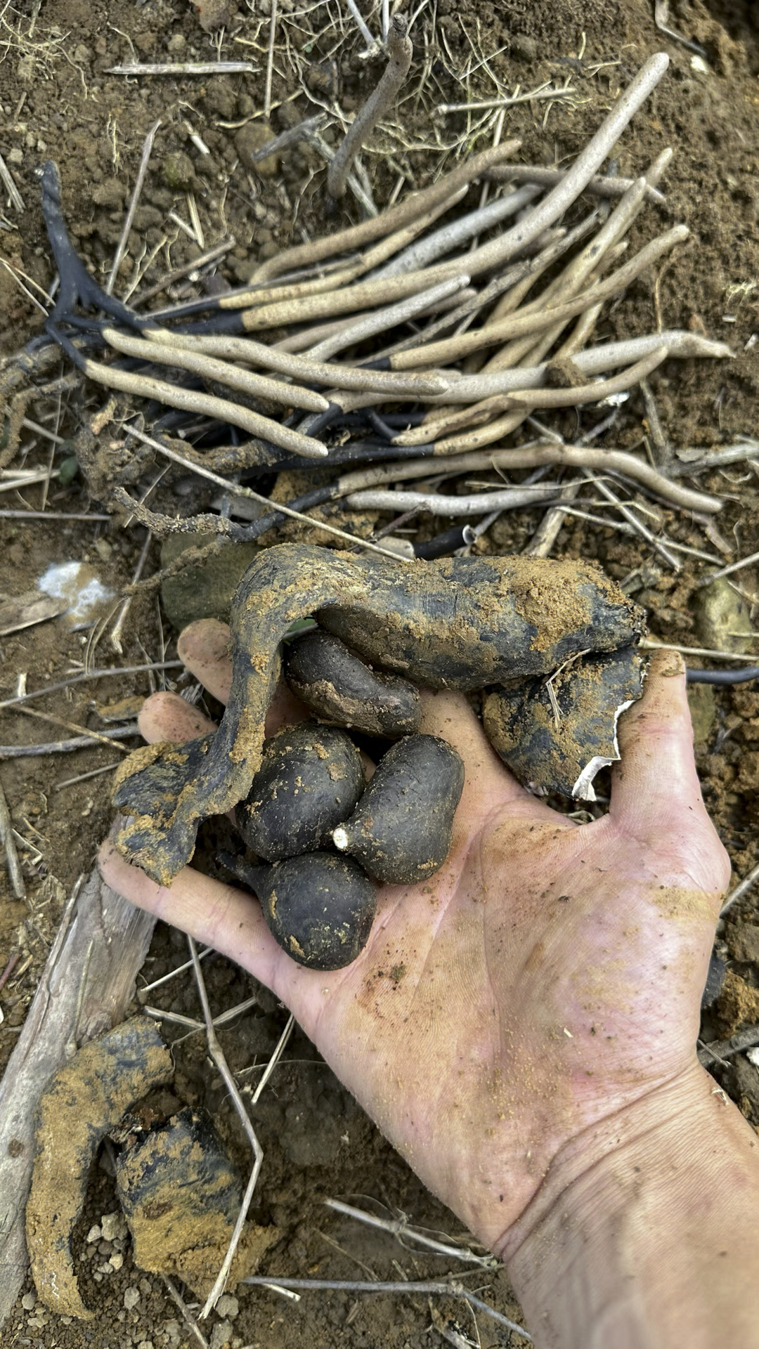 今年的第一窝乌灵参就出了大货!