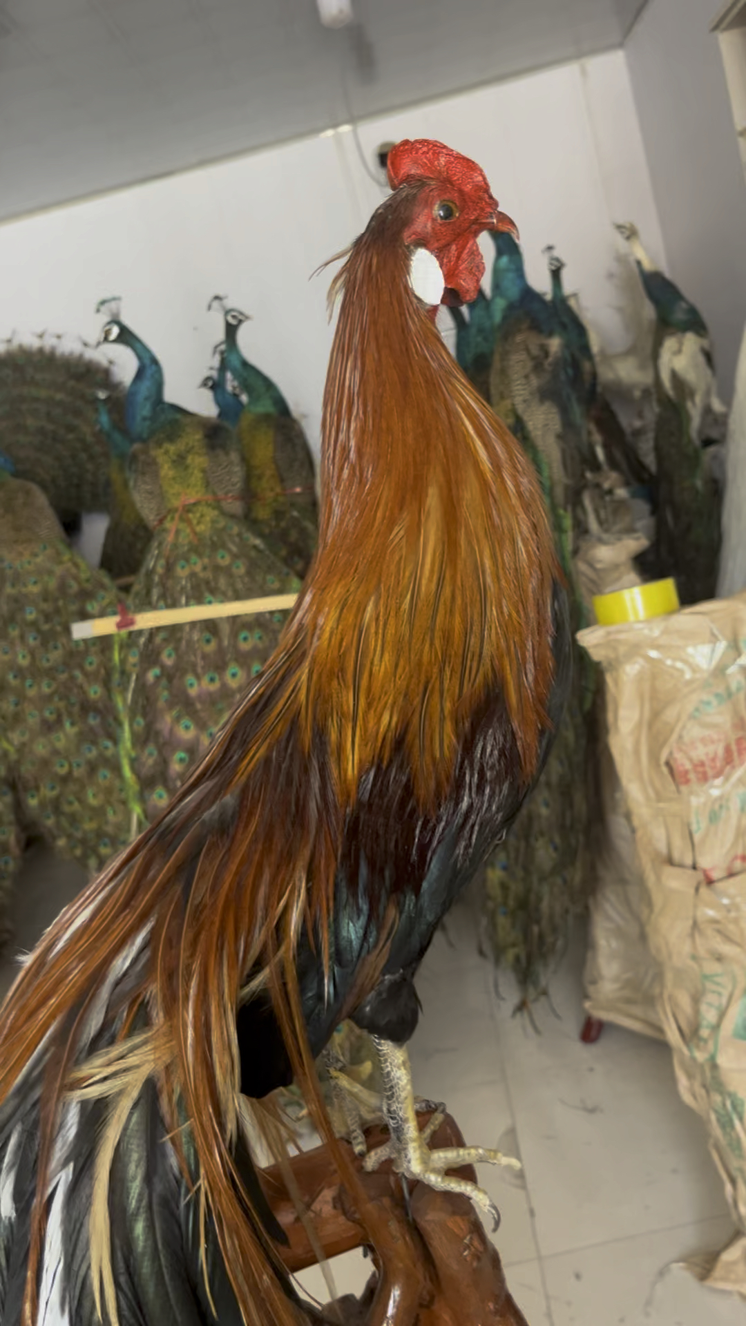 精美长尾鸡标本.