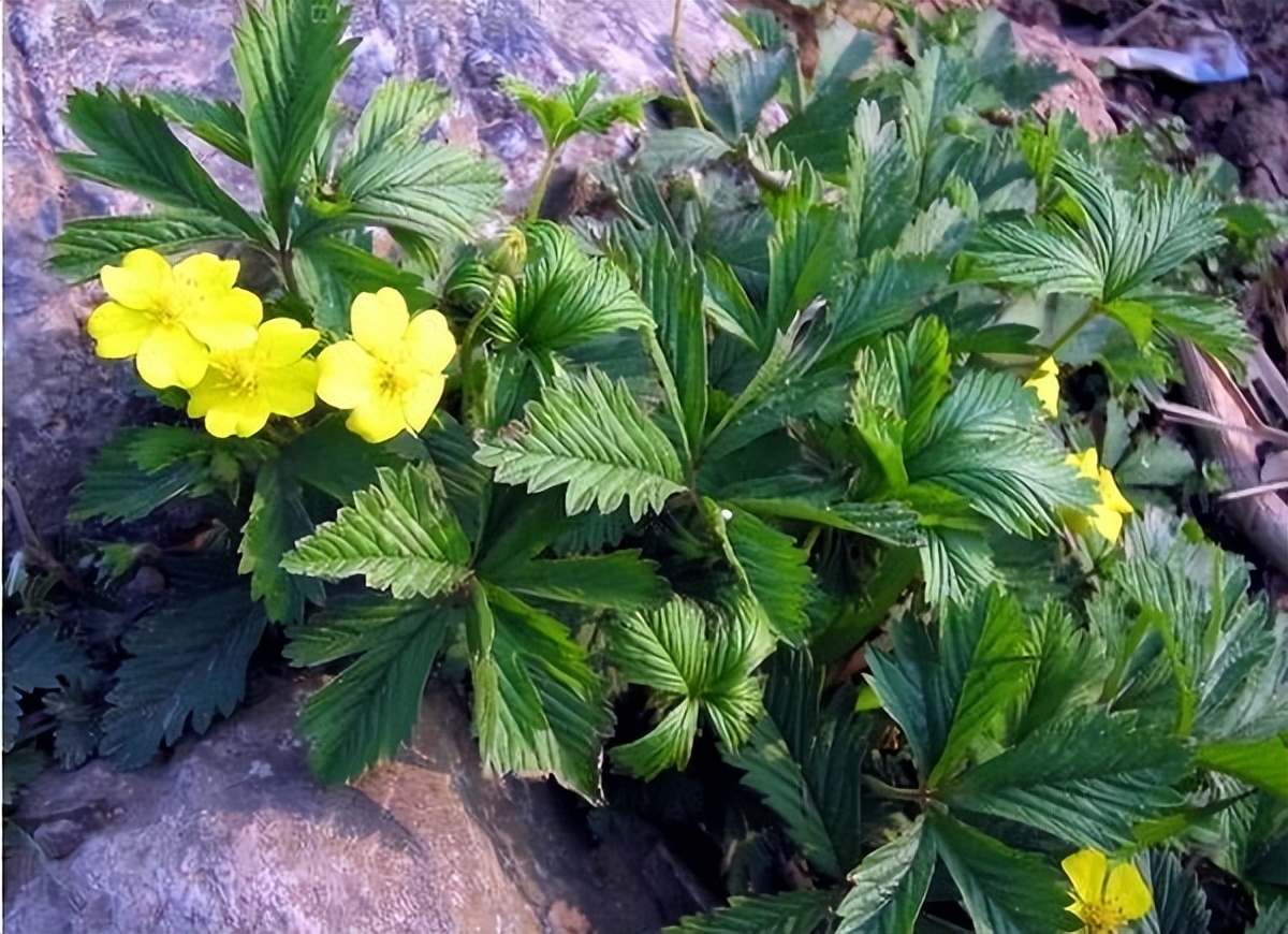 翻白草 自然界的神奇植物