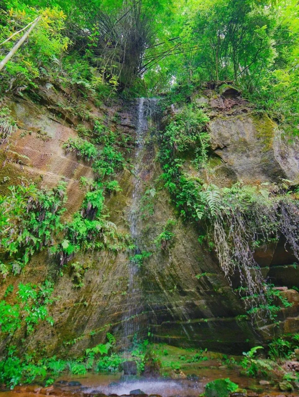 川西竹海 川西竹海景区位于邛崃市平乐镇,景区内竹林茂密10万余亩竹海