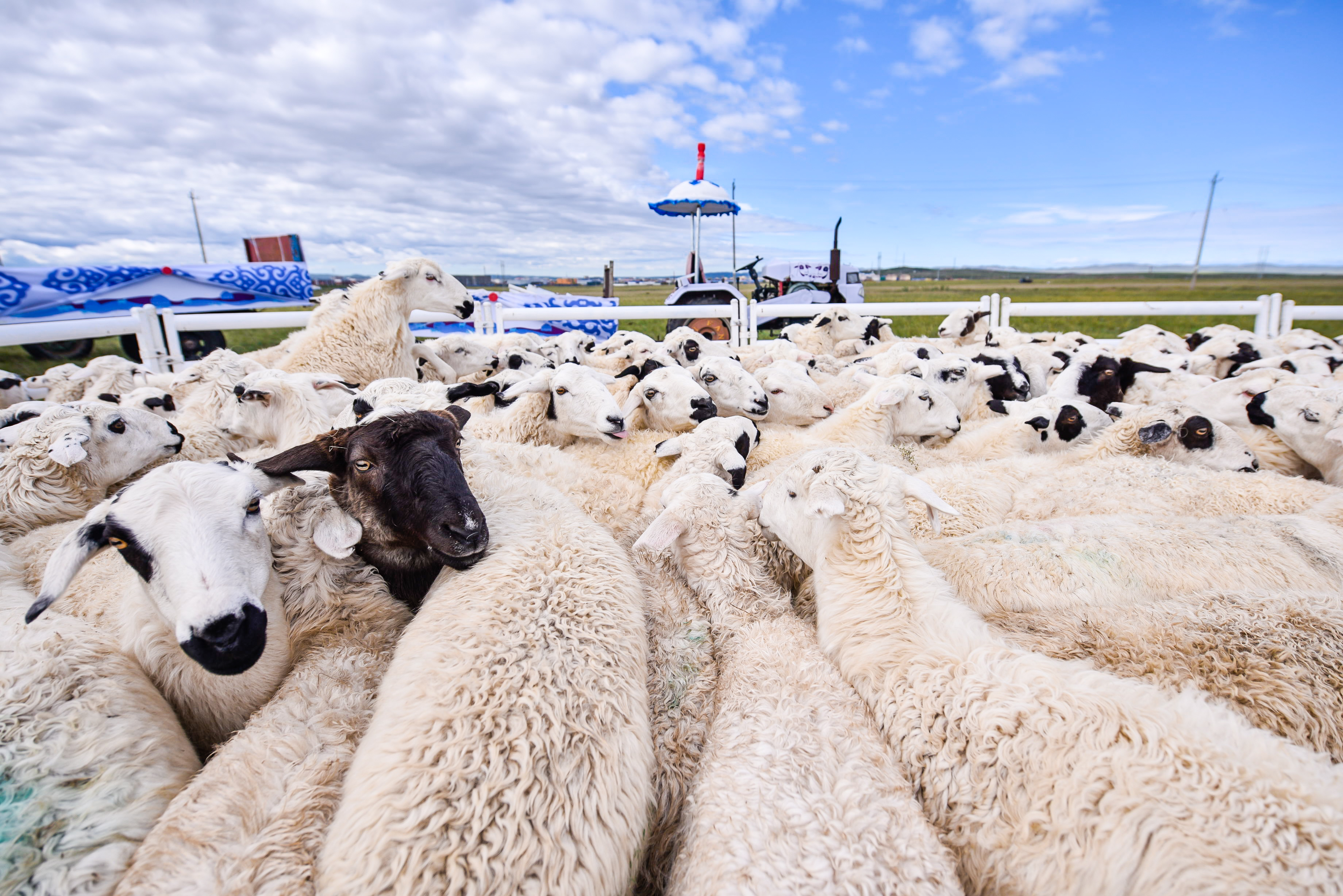 内蒙古草原跑着1.3亿只肉羊,北京餐饮按克卖,本地价格上不去?
