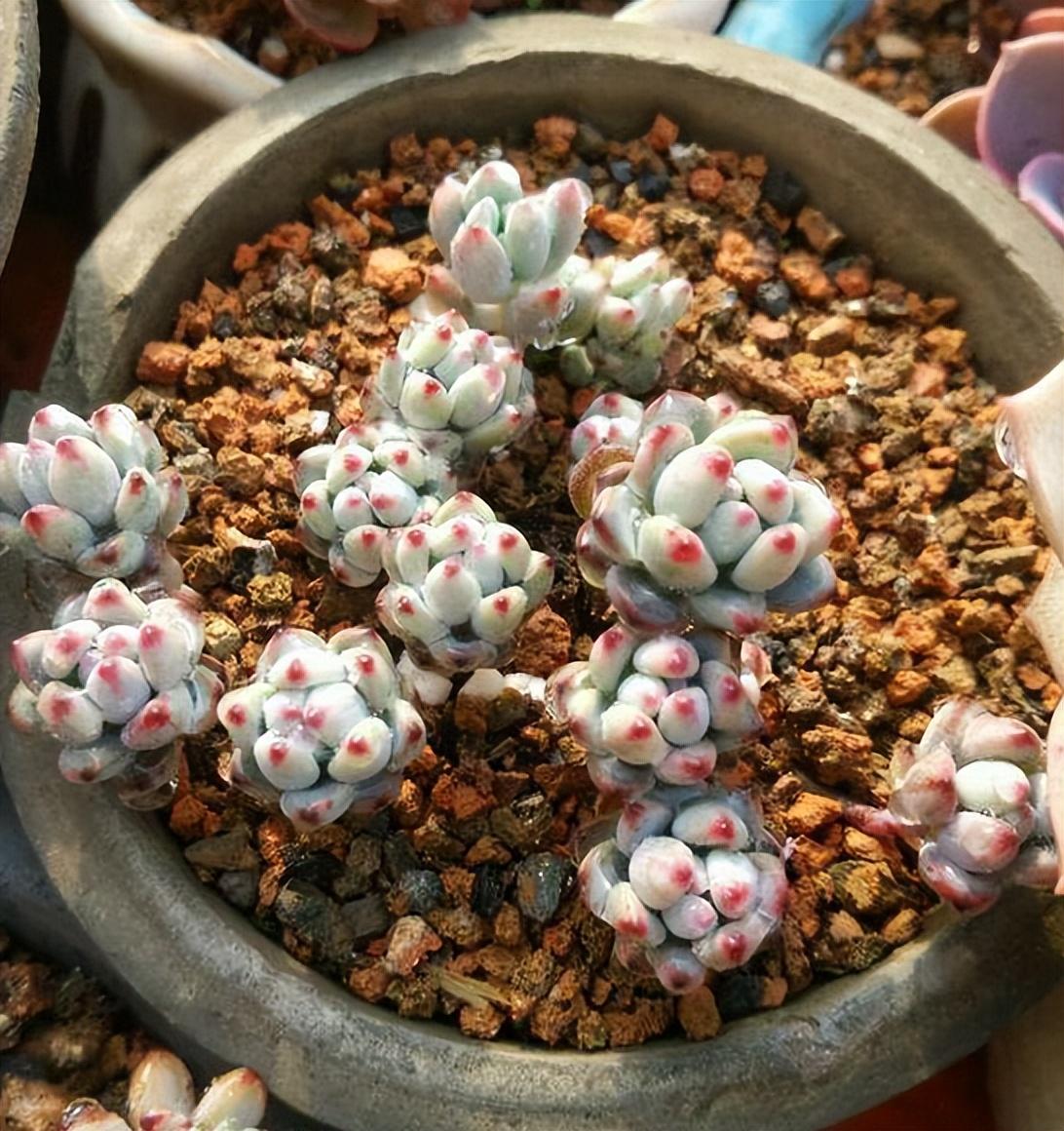农村废弃的蜂窝煤渣,"零成本"制成多肉植物颗粒土,简单实用