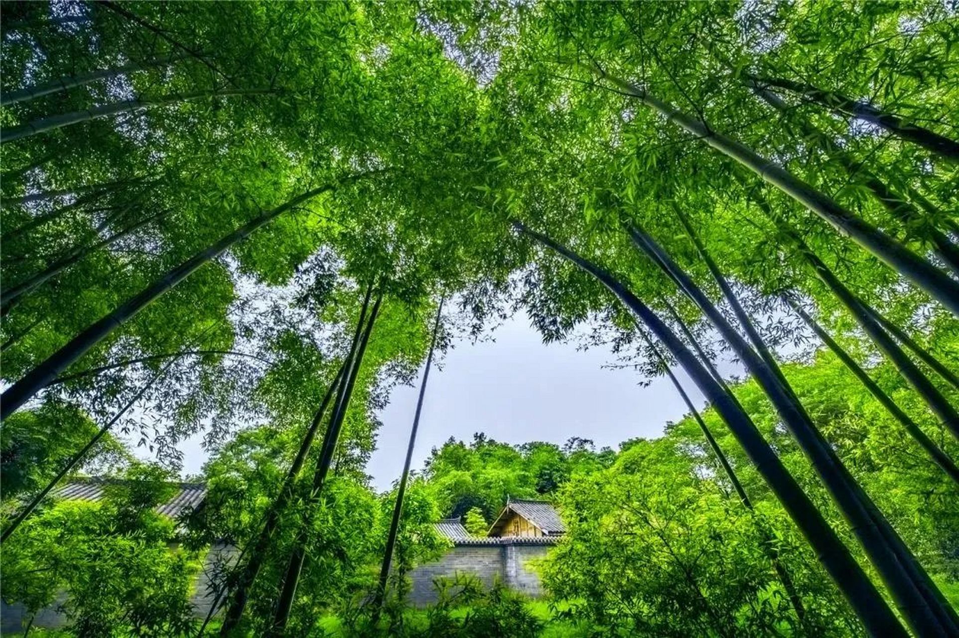 斑竹林 在新津区,有一处以斑竹文化为特色的胜地——斑竹林景区.