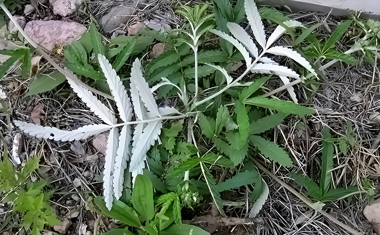 翻白草 自然界的神奇植物