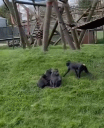 爆笑动物:大猩猩3秒及各种动物交配时长（GIF）
