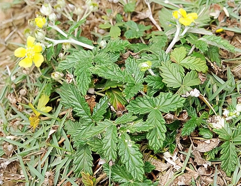 翻白草 自然界的神奇植物