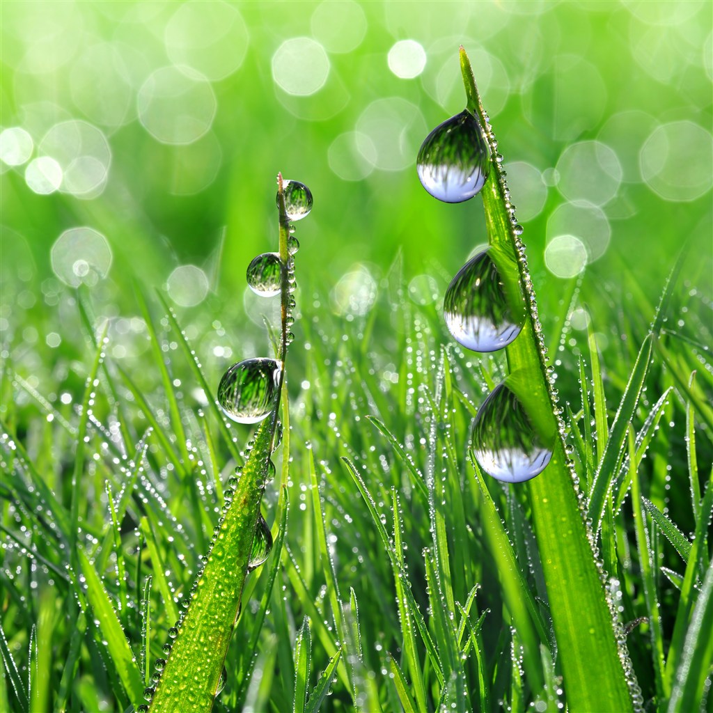 清晨的露珠好美啊!