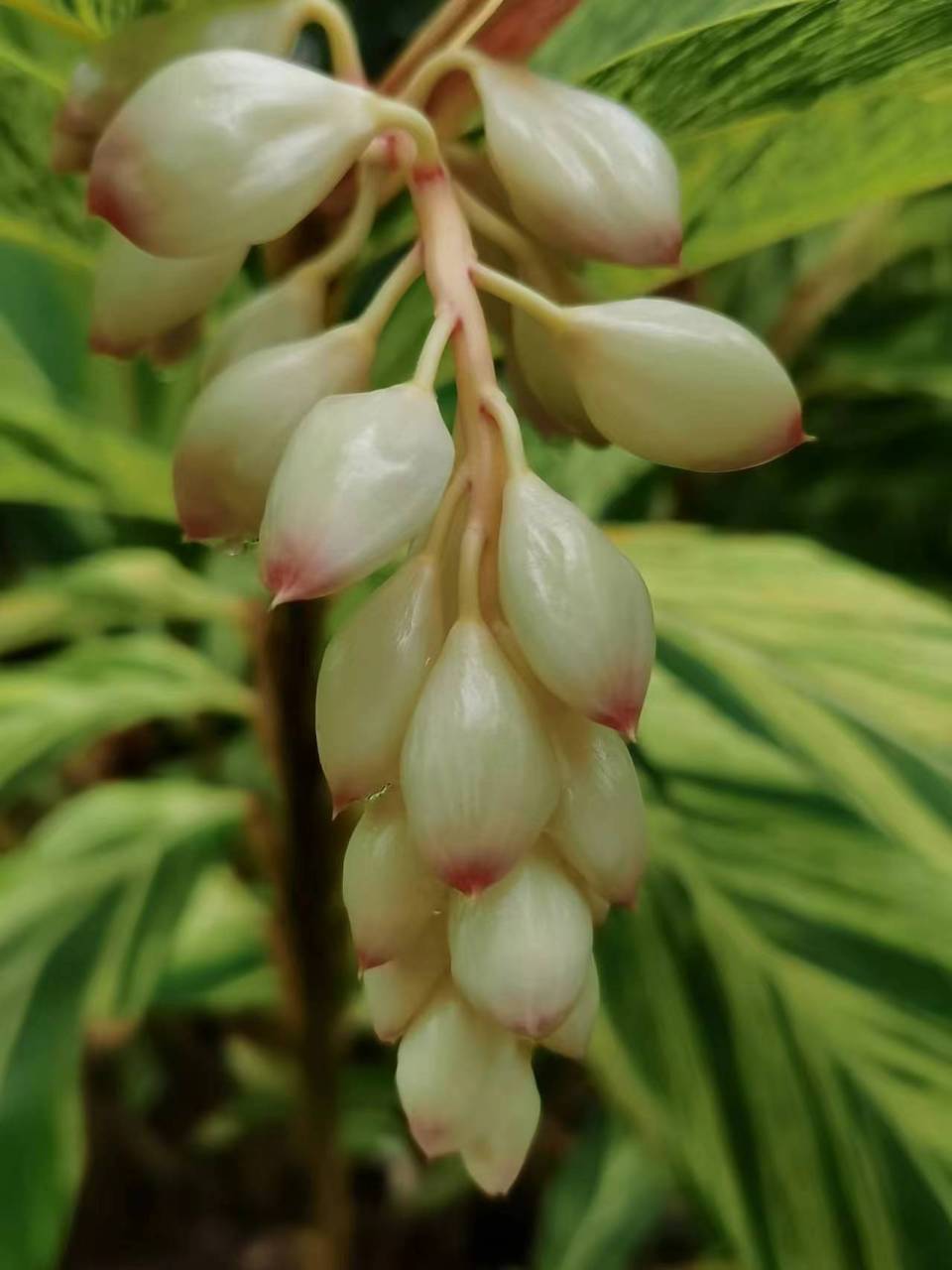 花叶艳山姜花语图片