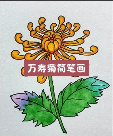 万寿菊简笔画