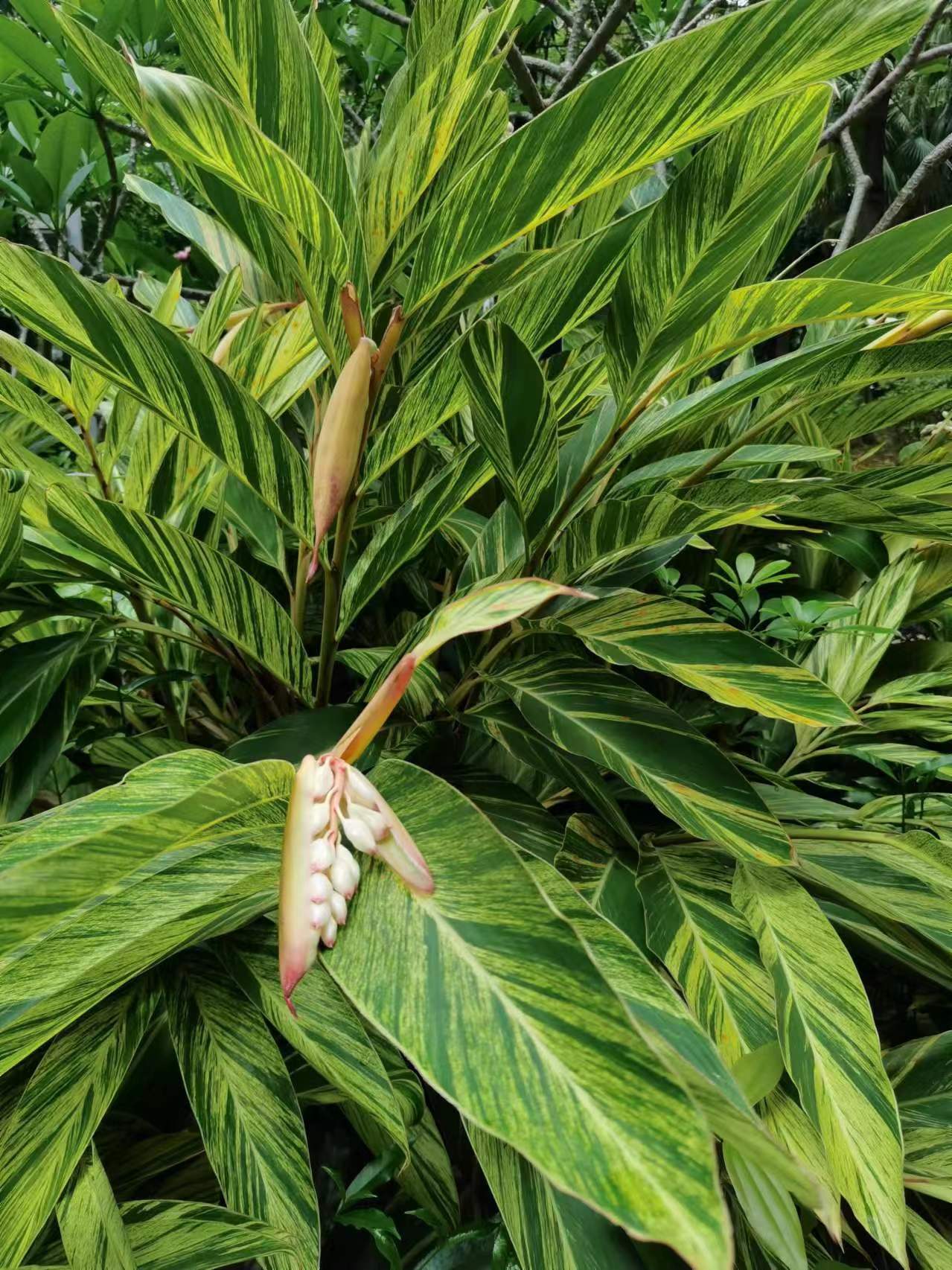 花叶艳山姜,又称花叶良姜,彩叶姜.@六十从心的动态