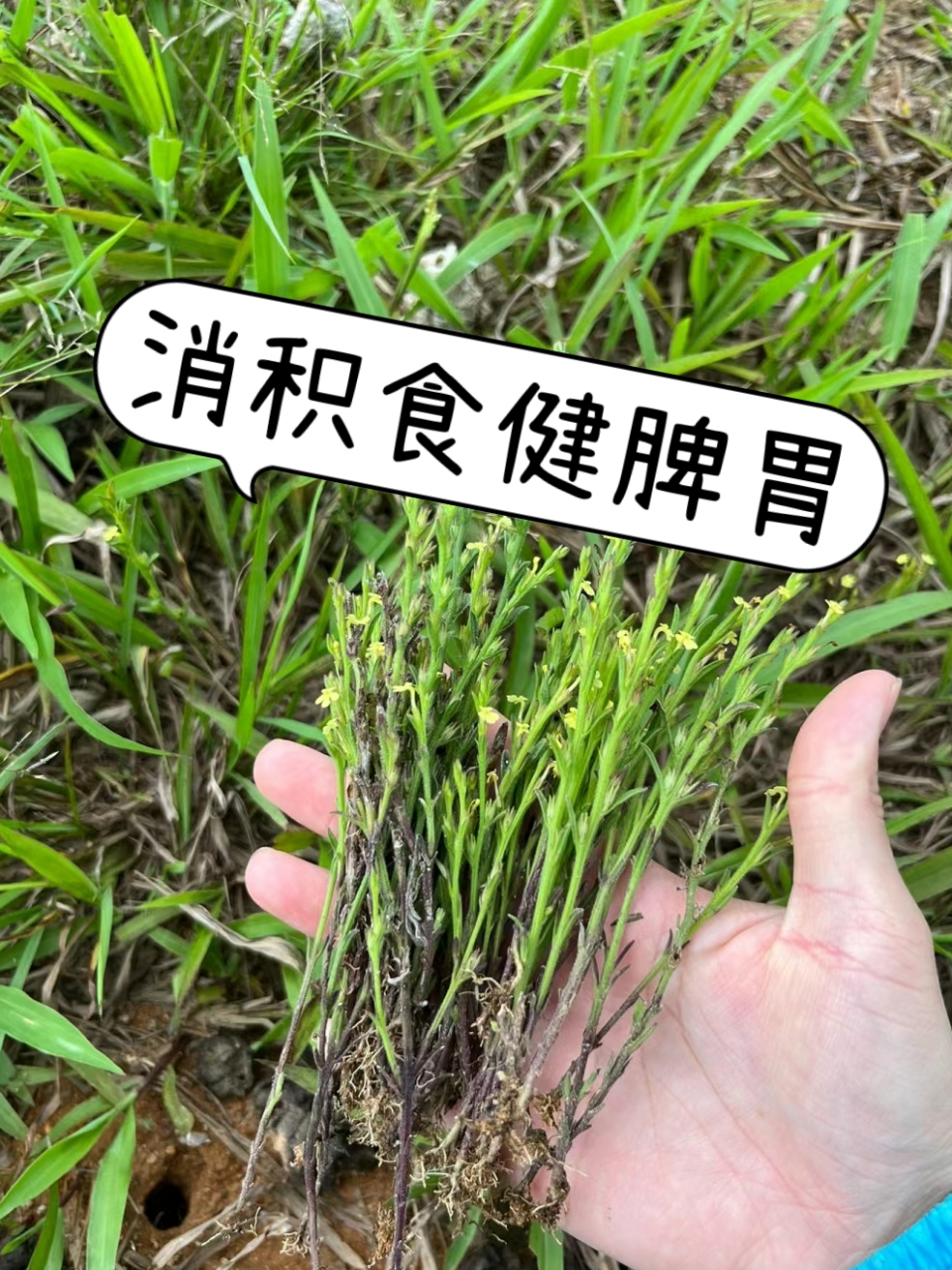 孩子口气大,胃口不好,就喝它  ——独脚金(别名疳积草) ●功效:健脾