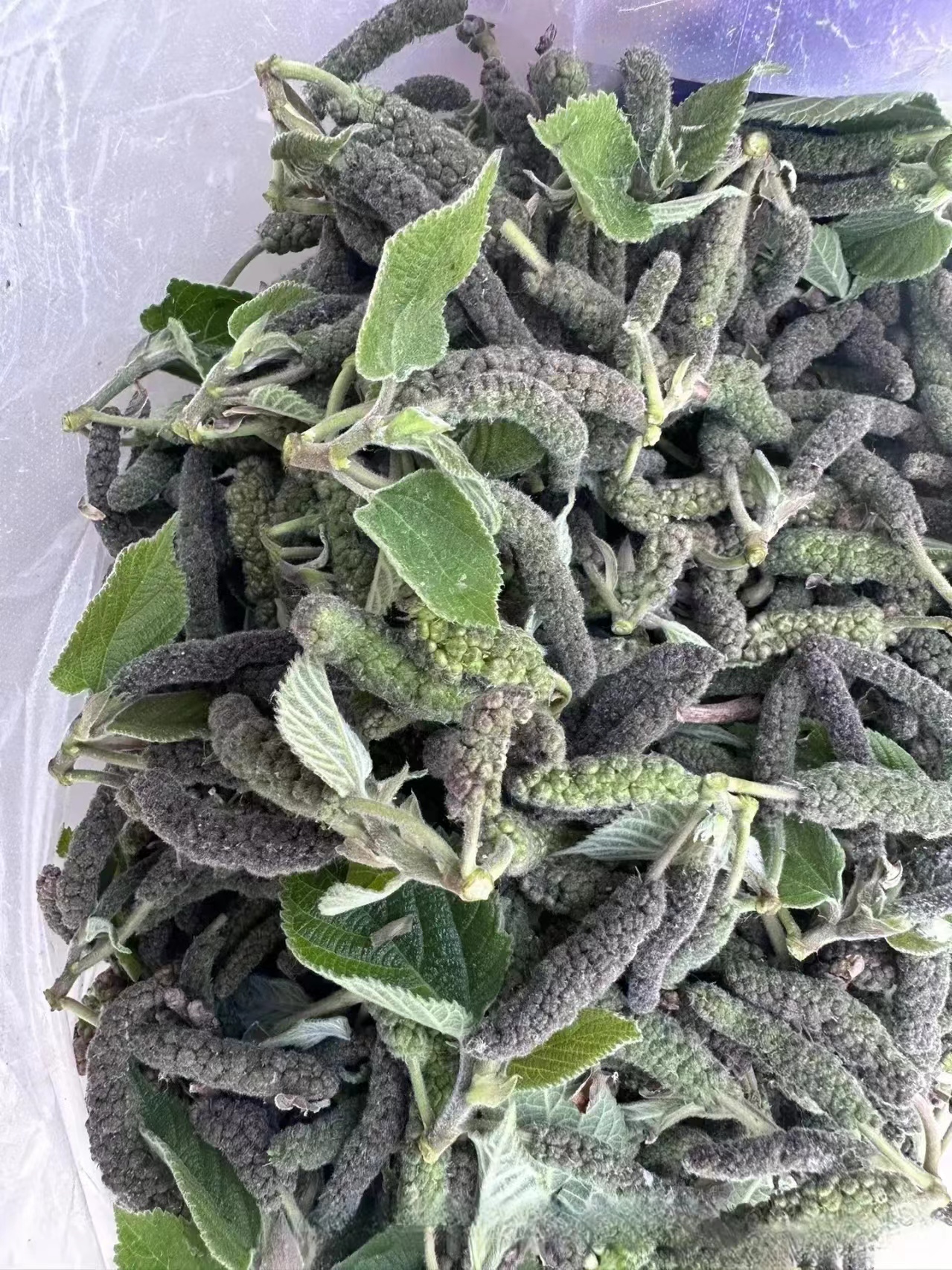 这种野菜你们吃过吗?