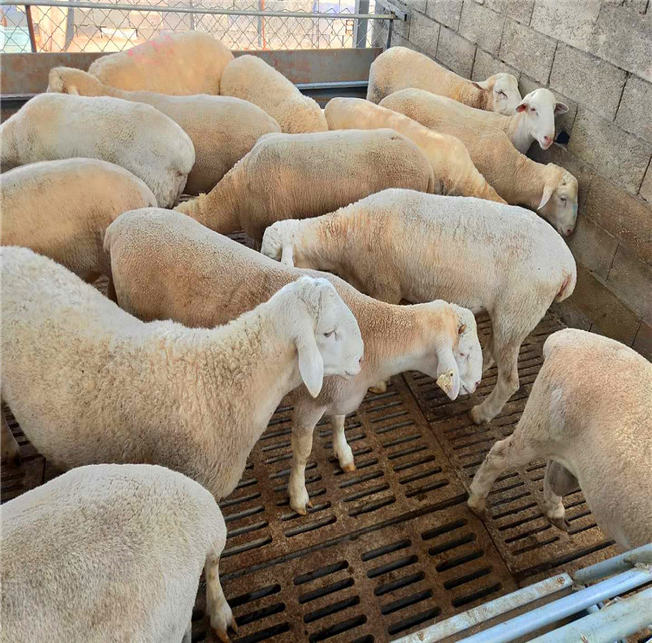 养殖肉羊驱虫工作重要,不同寄生虫病需用不同药物治疗.