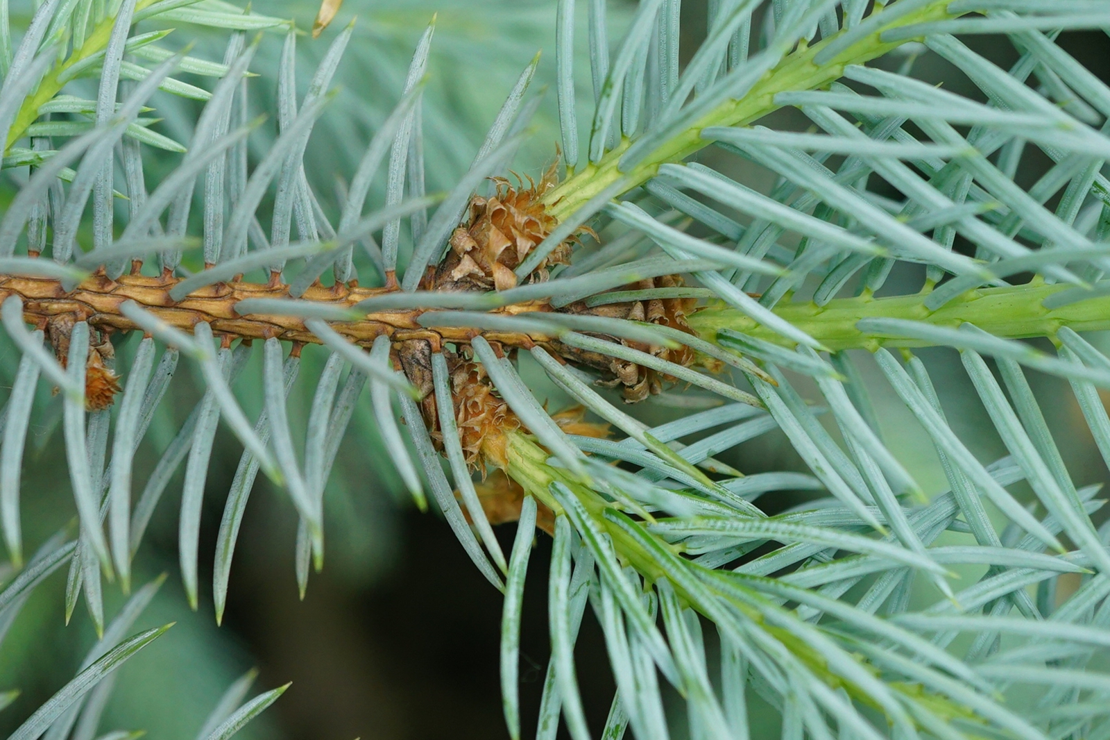 我见到的山东本土植物和园林栽培植物(44)青扦