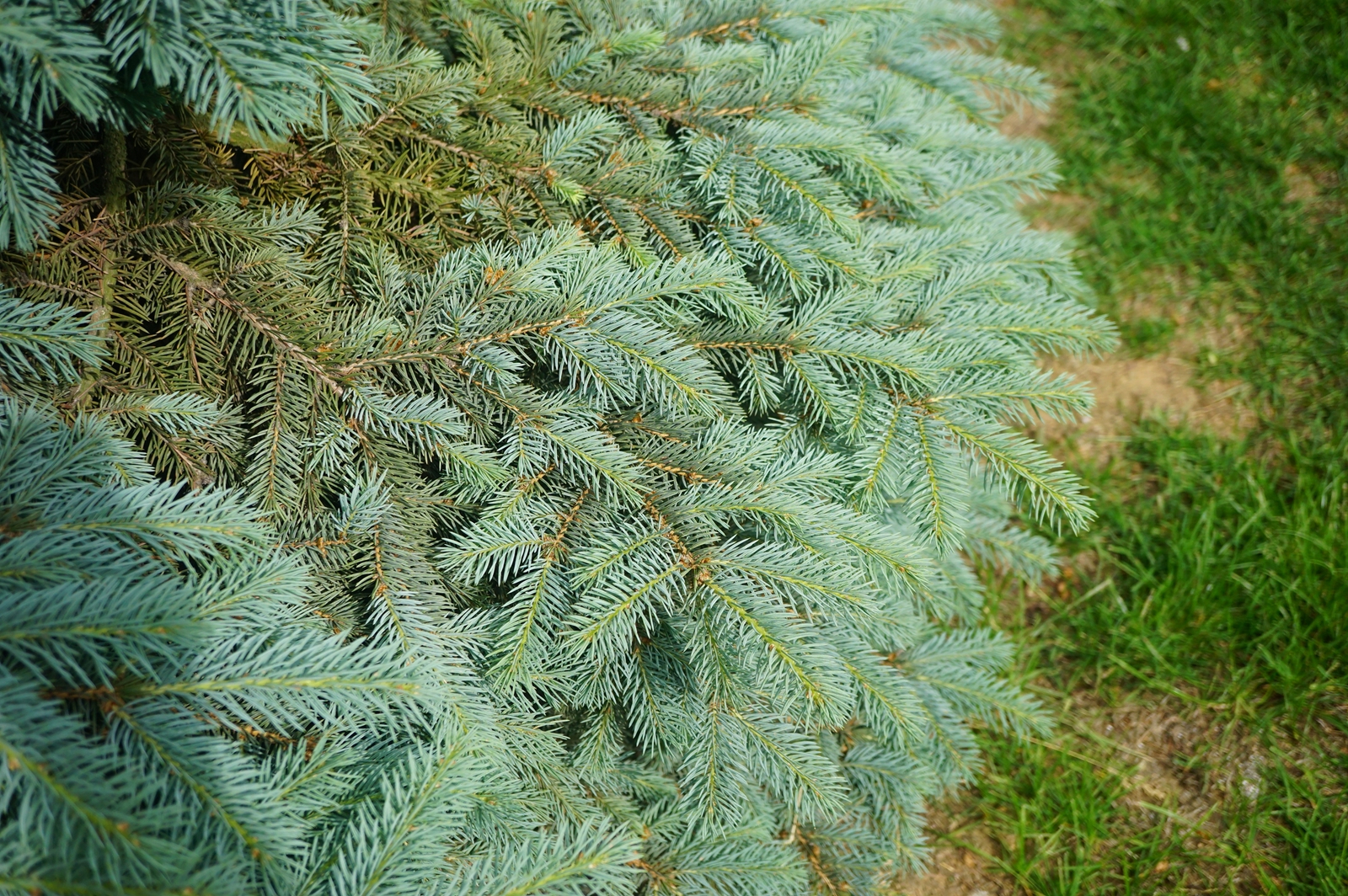 我见到的山东本土植物和园林栽培植物(44)青扦