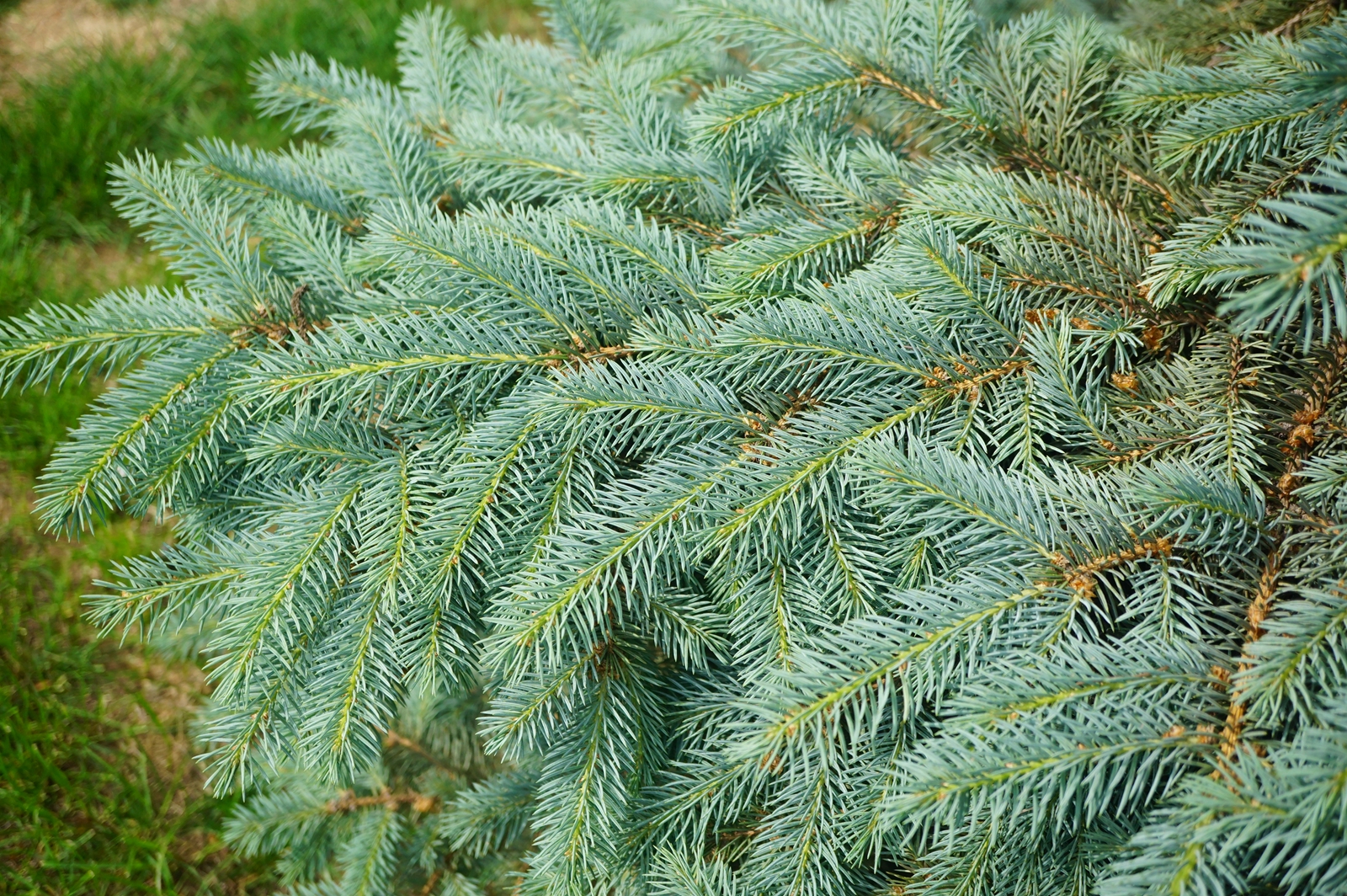 我见到的山东本土植物和园林栽培植物(44)青扦