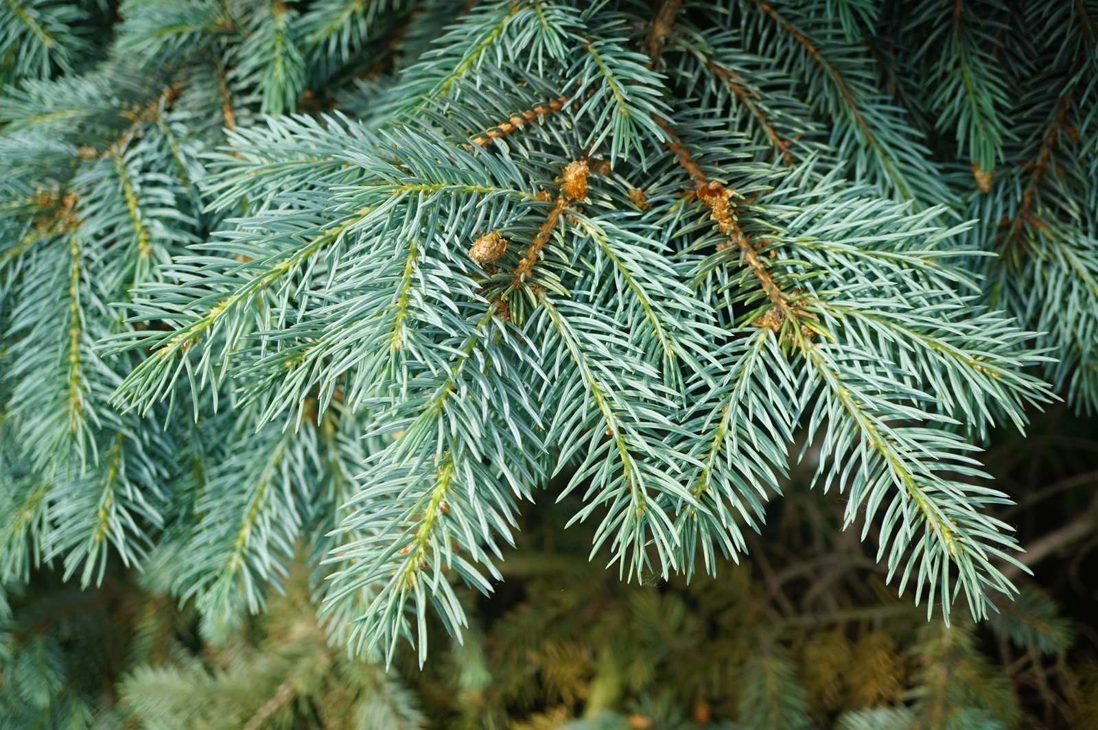 我见到的山东本土植物和园林栽培植物(44)青扦