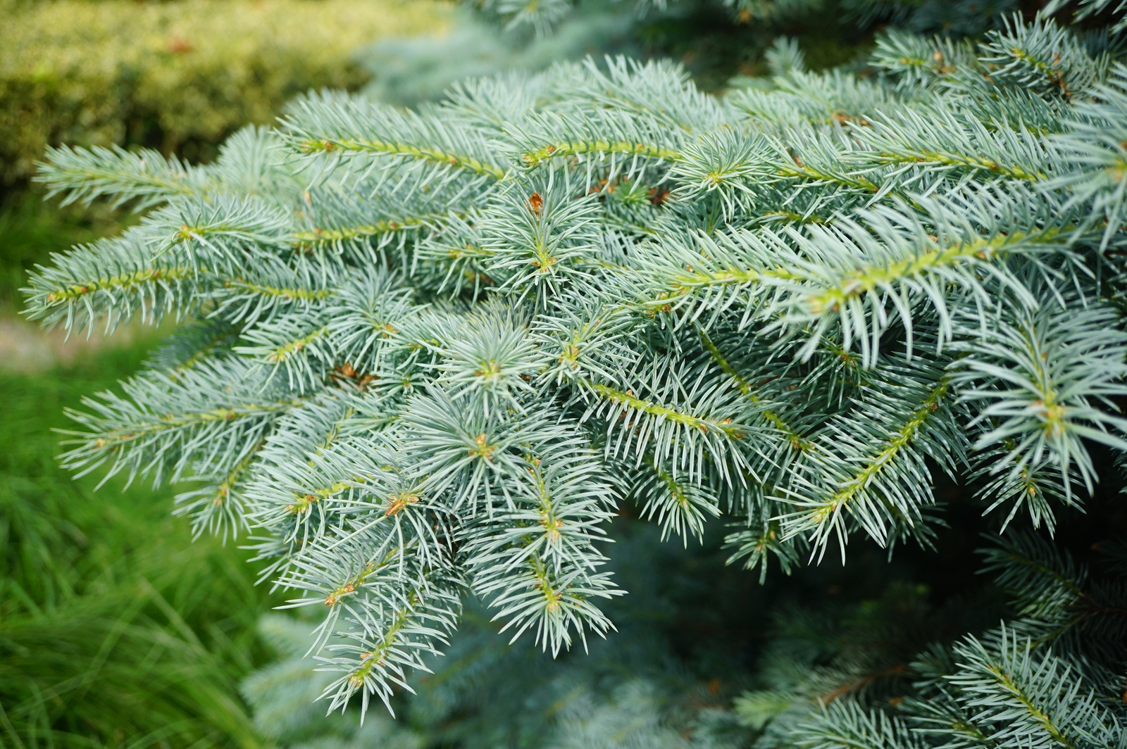 我见到的山东本土植物和园林栽培植物(44)青扦