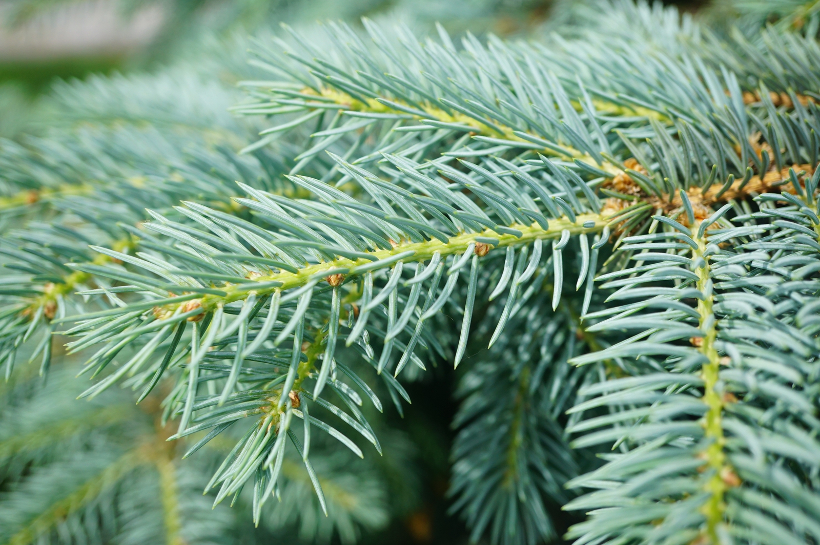我见到的山东本土植物和园林栽培植物(44)青扦