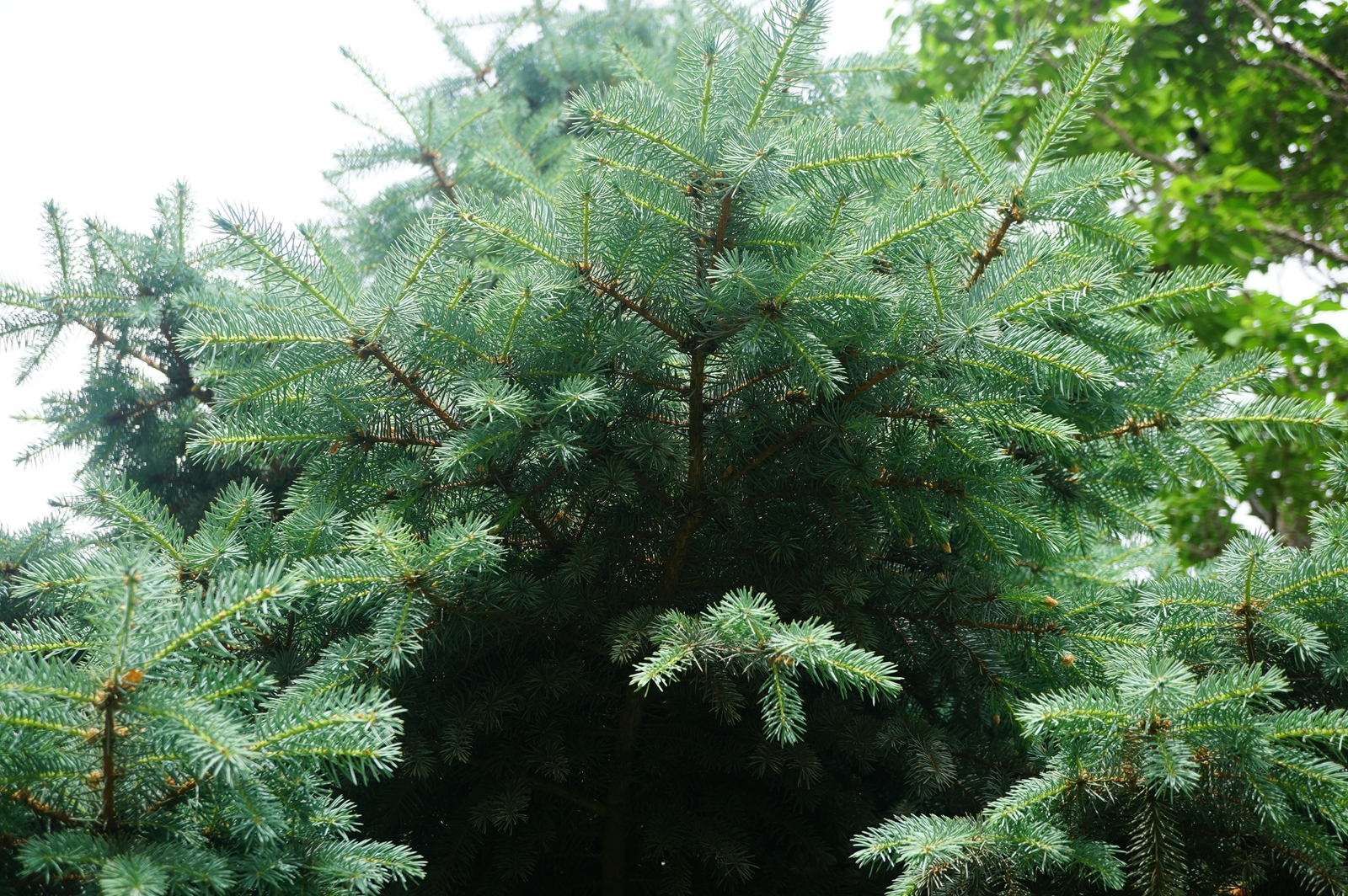 我见到的山东本土植物和园林栽培植物(44)青扦