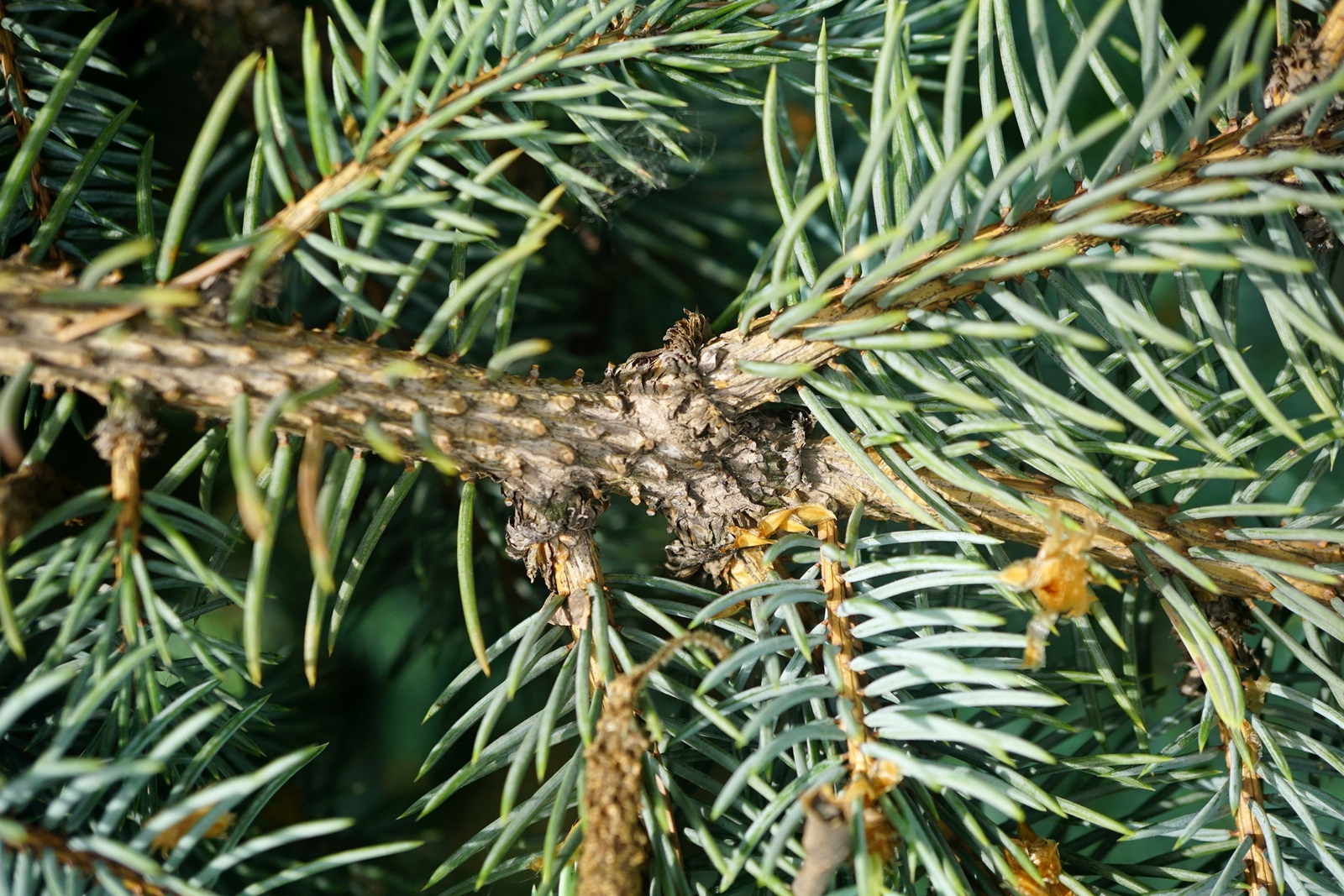 我见到的山东本土植物和园林栽培植物(44)青扦