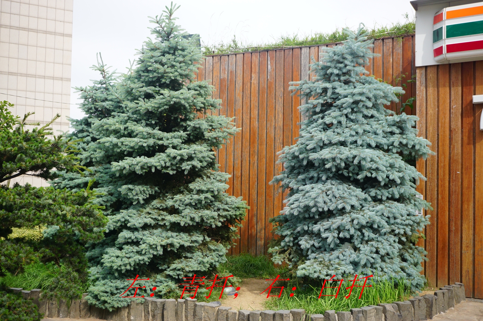 我见到的山东本土植物和园林栽培植物(44)青扦