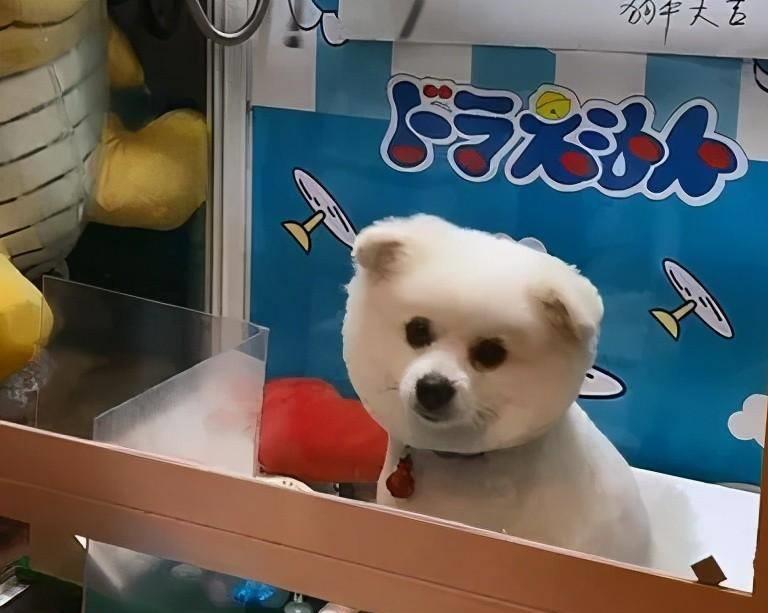 宠物生命当"惊喜":鲜血淋漓的活体盲盒,成了当代年轻人的新宠